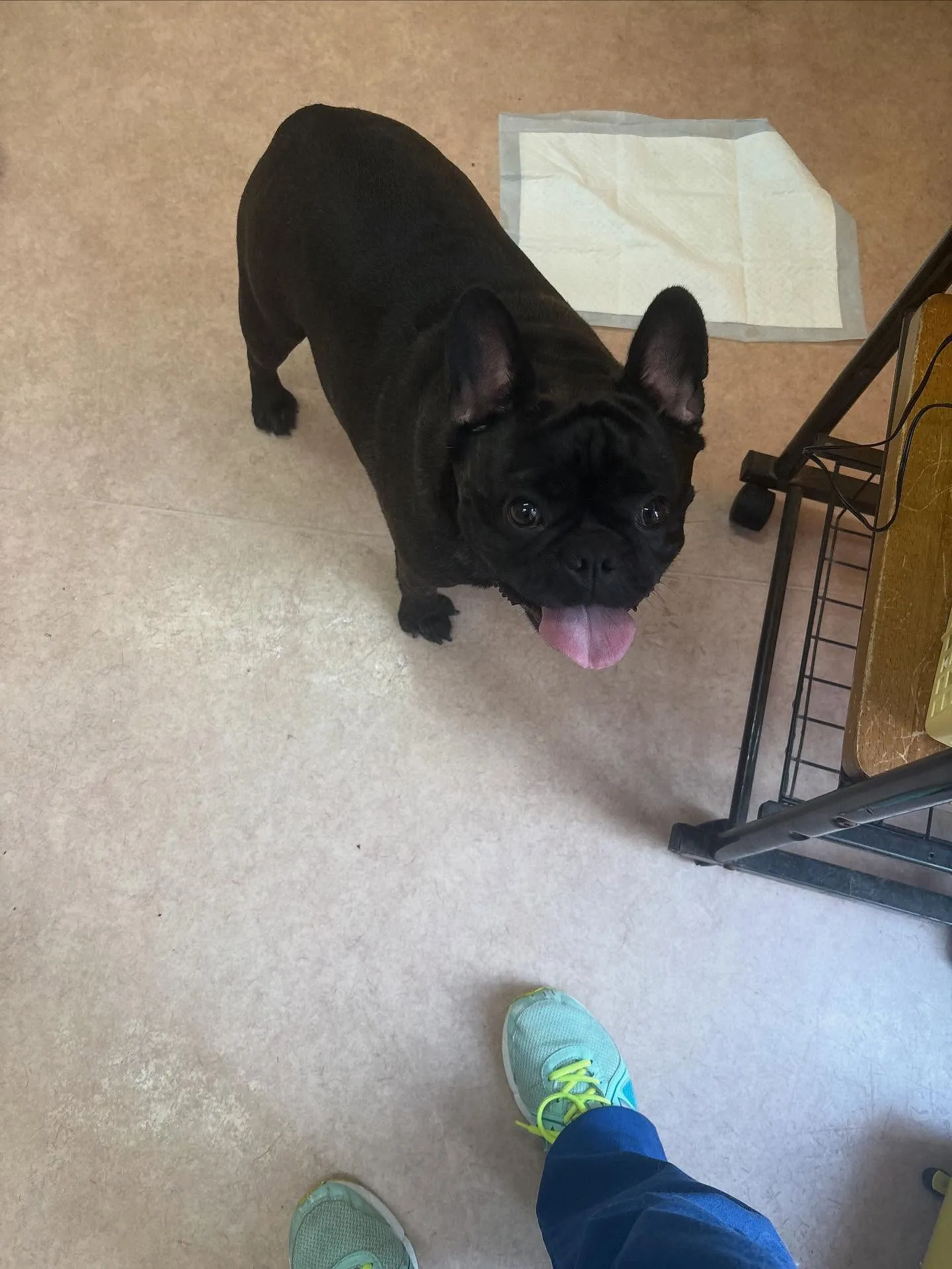 犬のシャンプー🫧