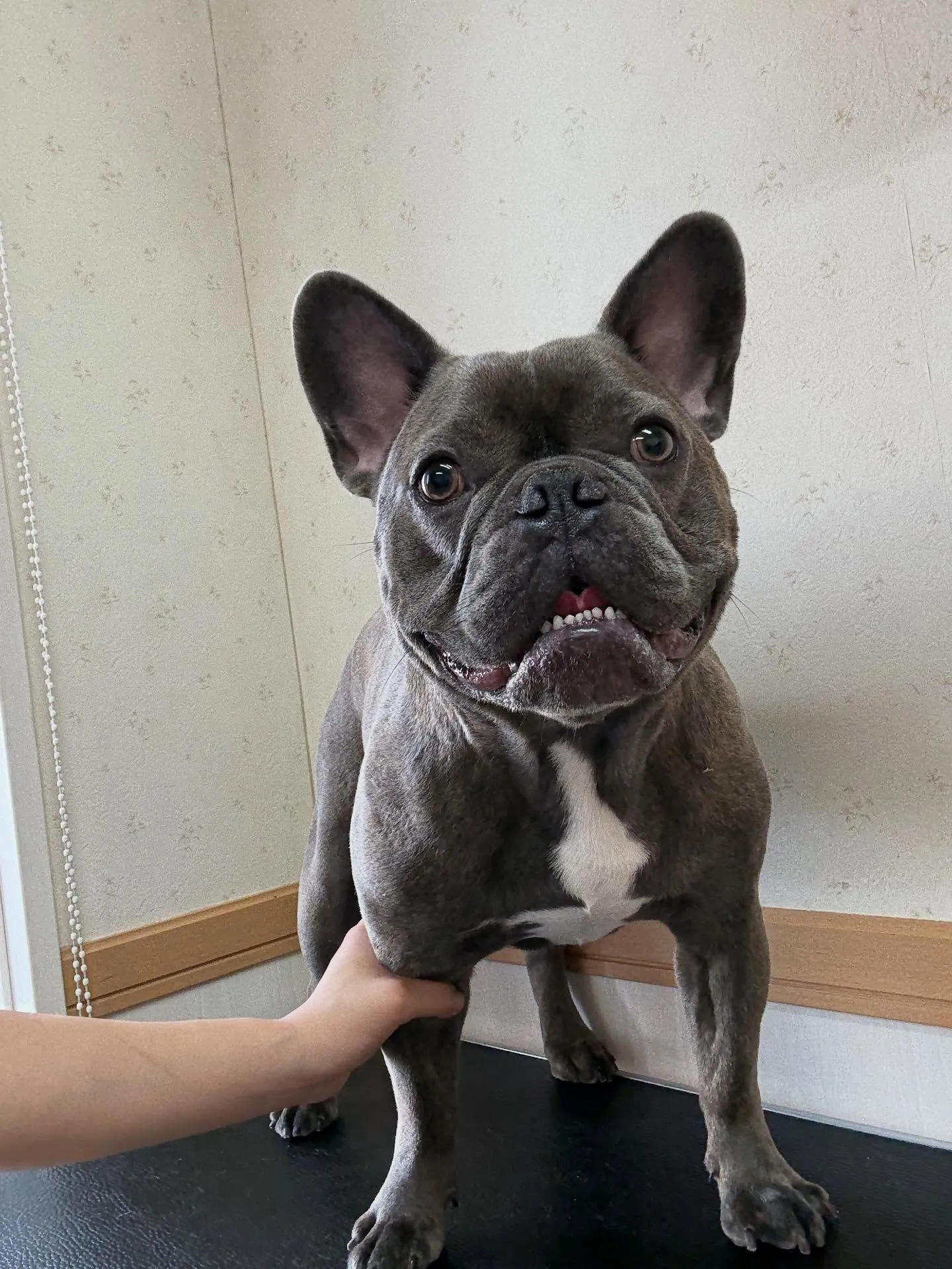 犬のシャンプー🫧