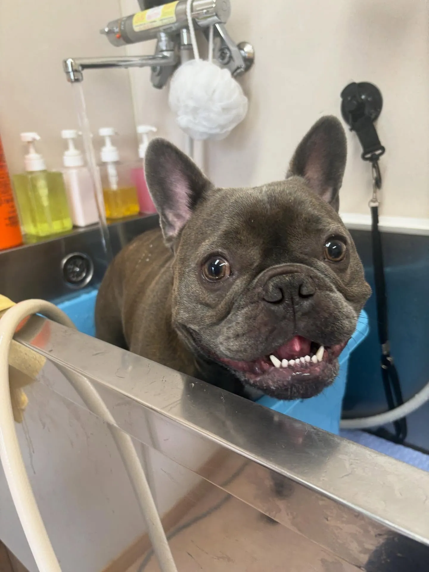 犬のシャンプー🫧