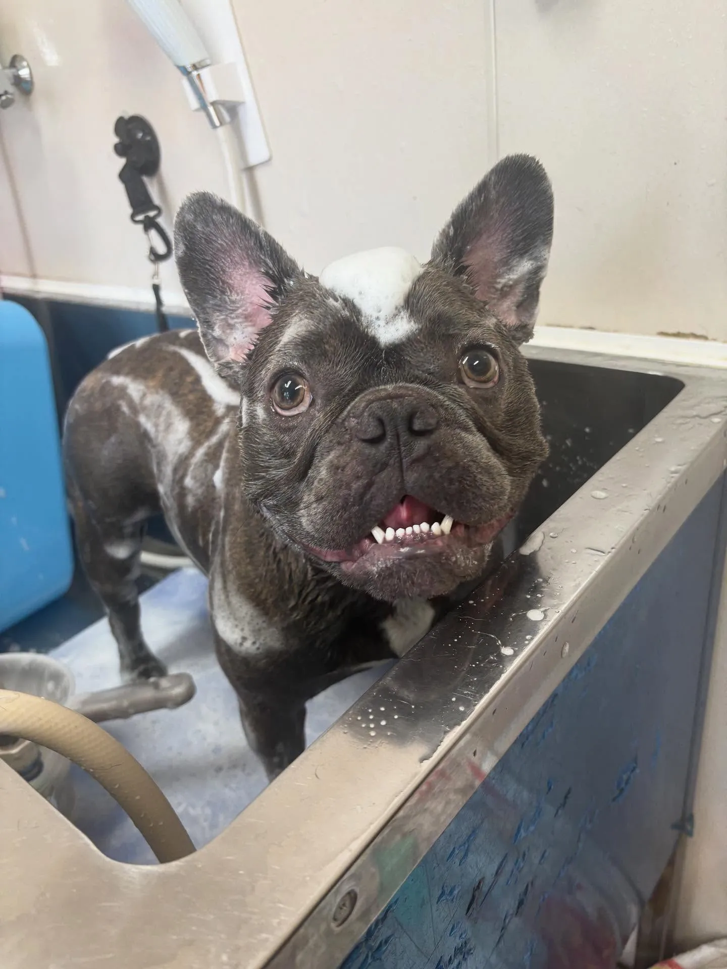 犬のシャンプー🫧