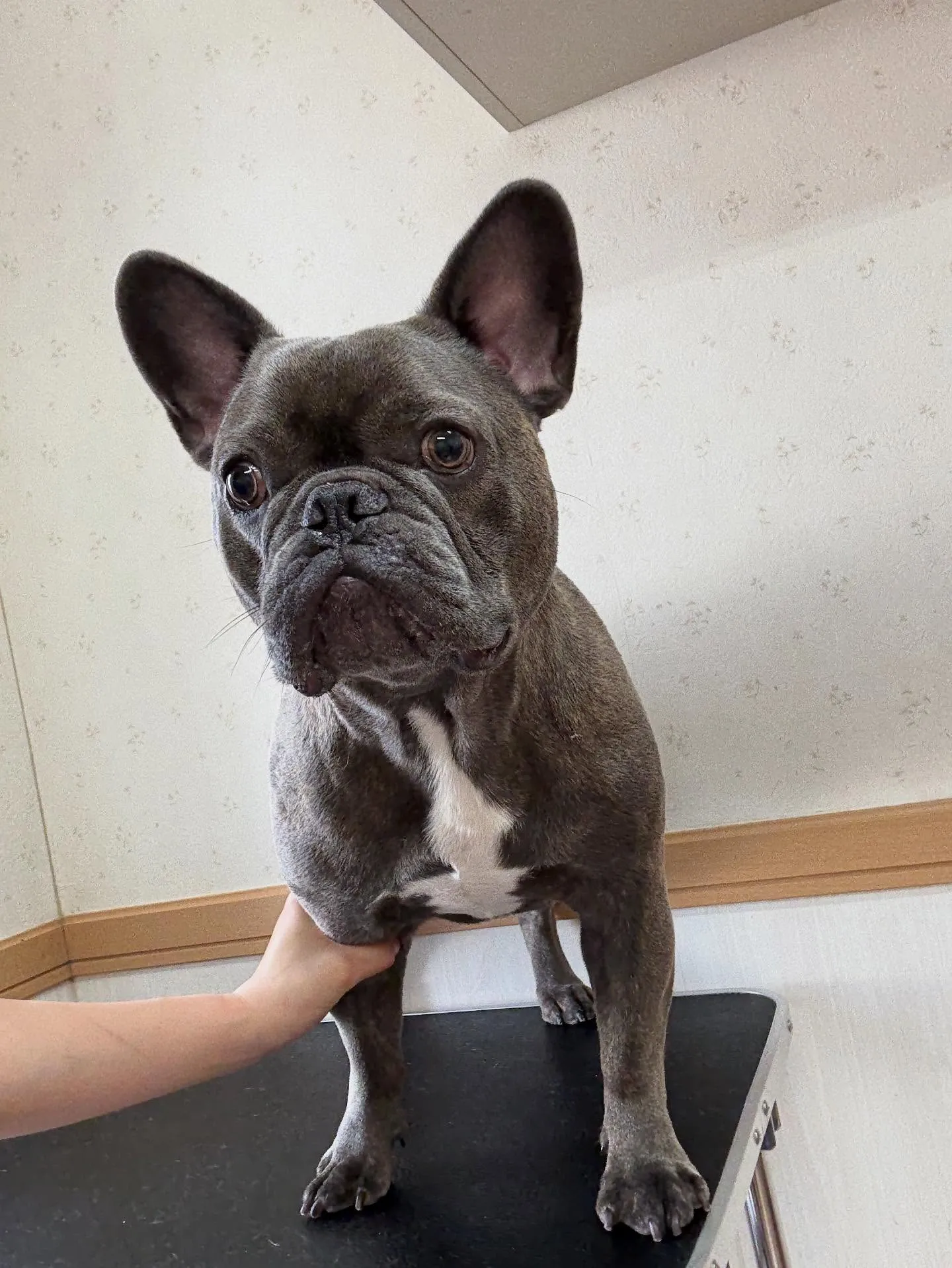 犬のシャンプー🫧