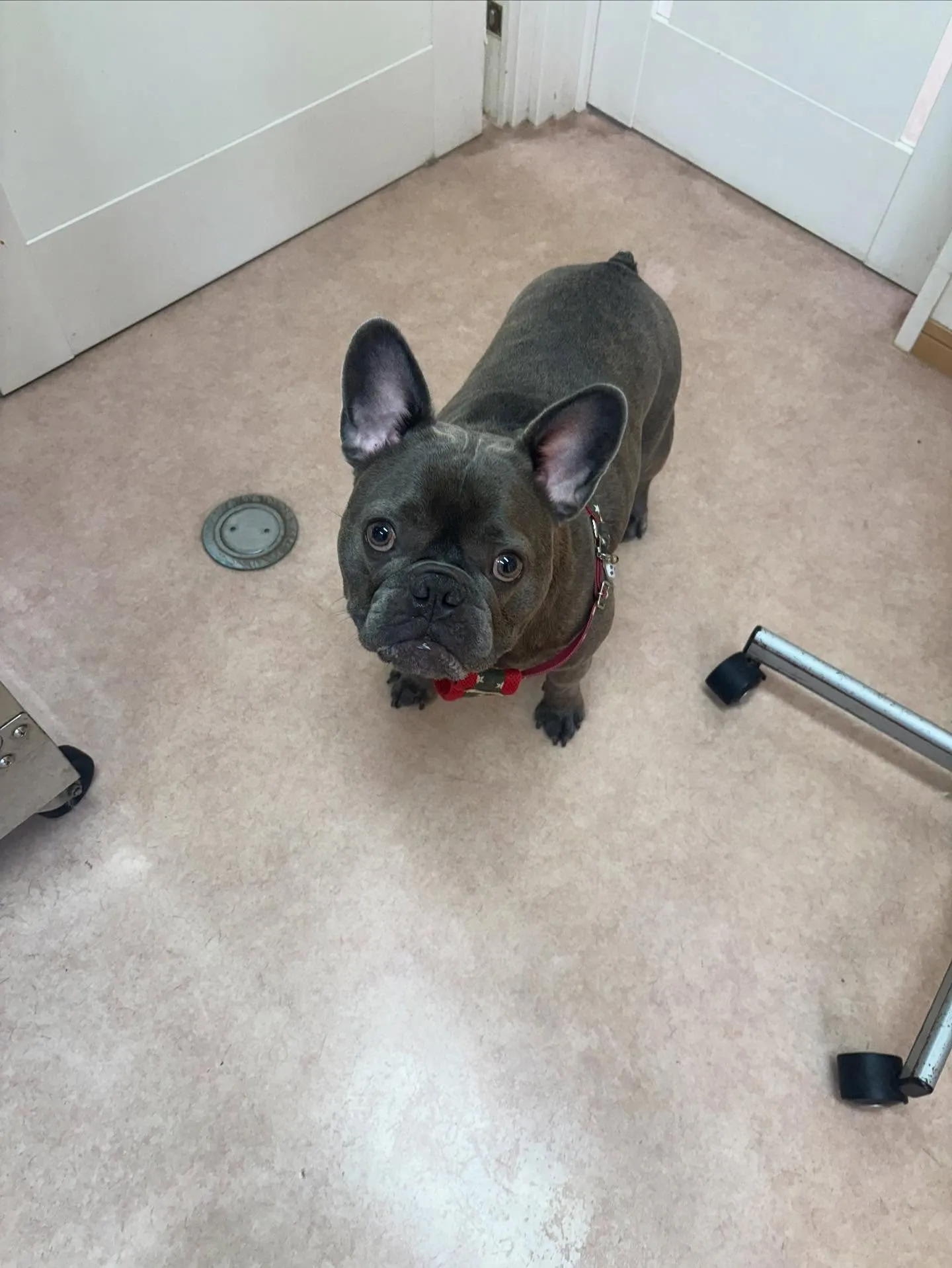 犬のシャンプー🫧