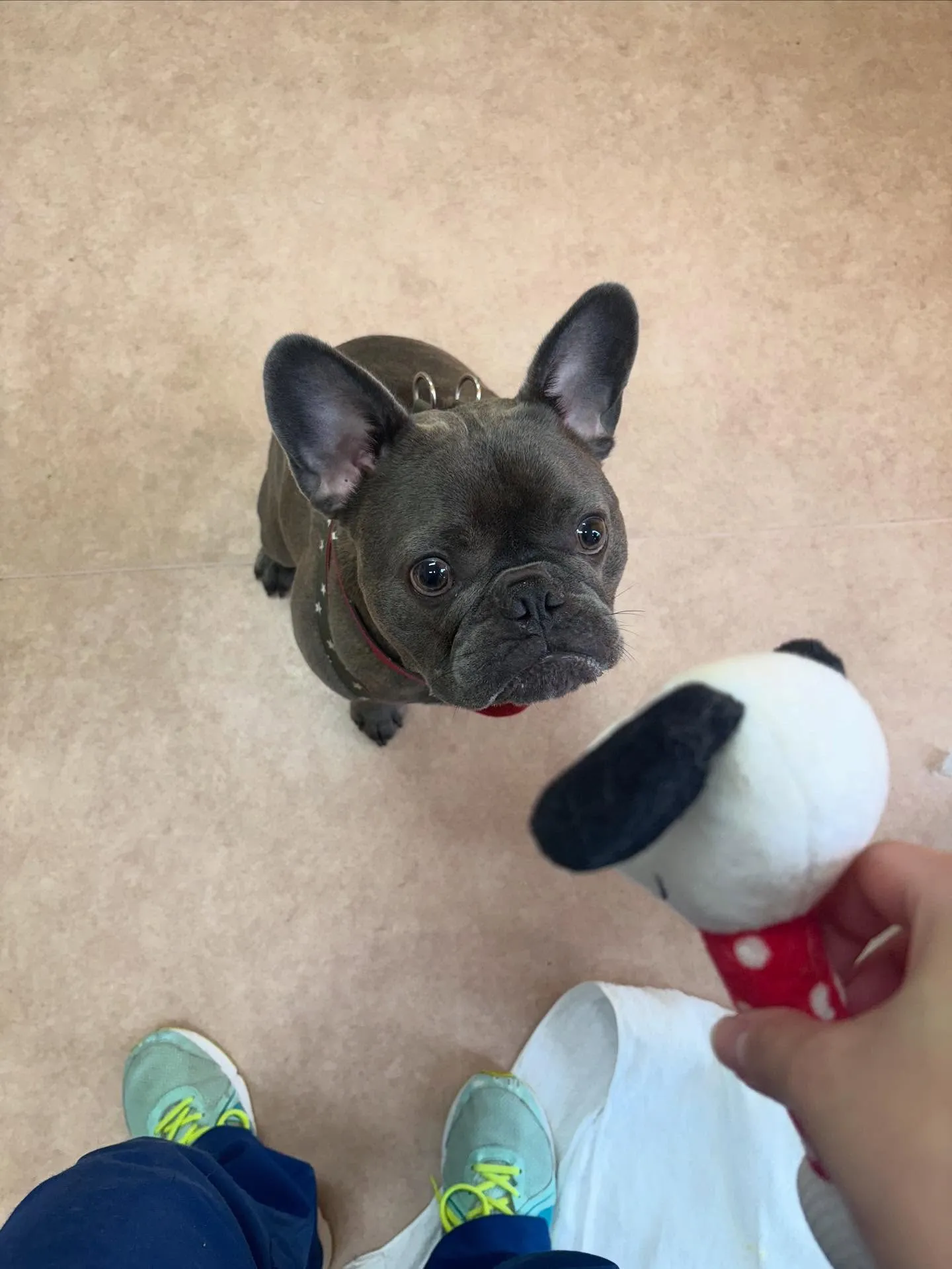 犬のシャンプー🫧