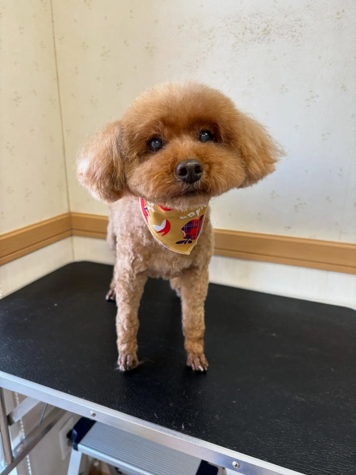 犬のトリミング✂️