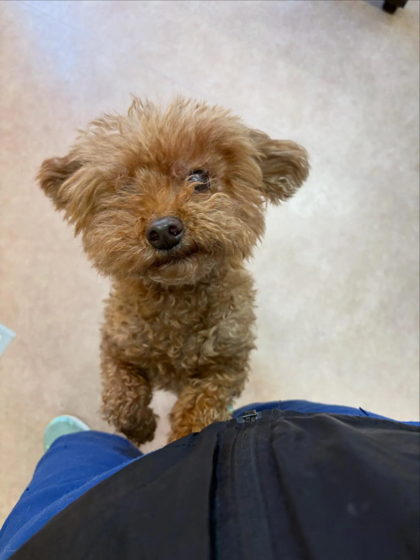 犬のトリミング✂️