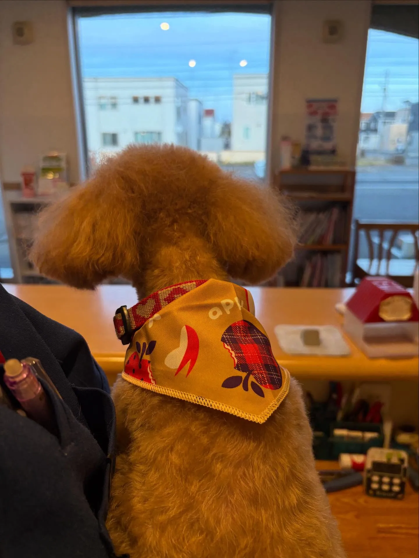 犬のトリミング✂️