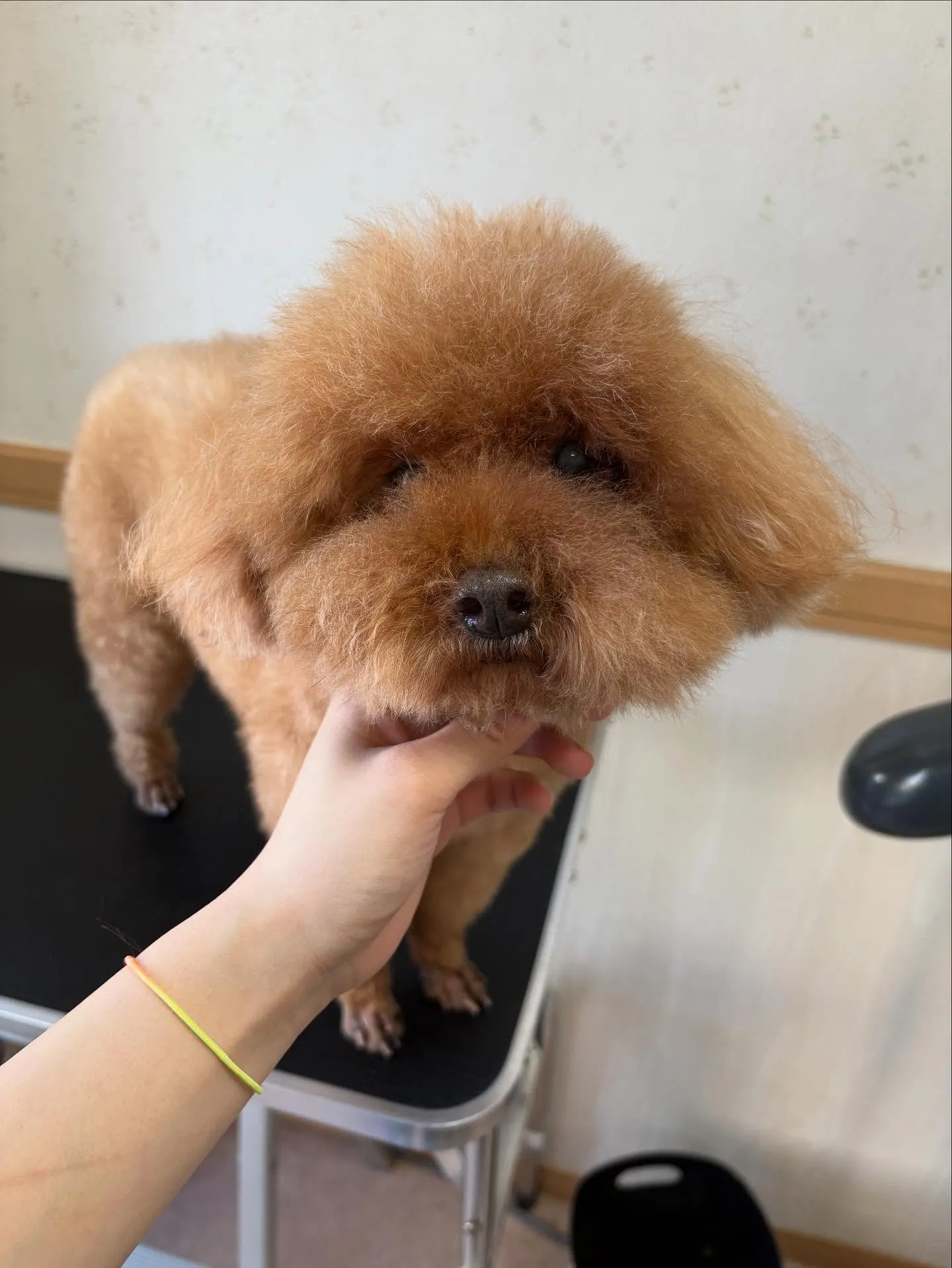 犬のトリミング✂️