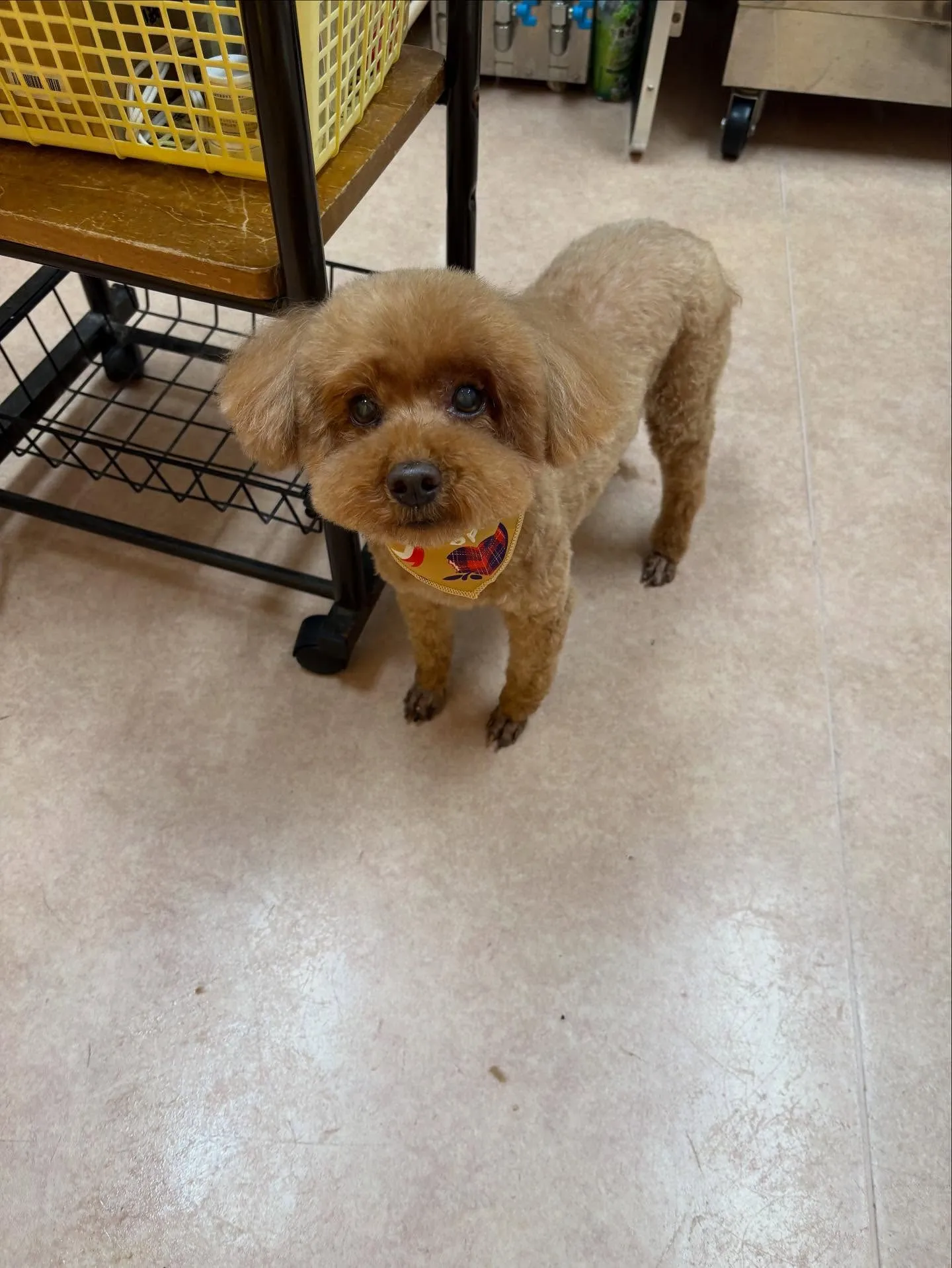 犬のトリミング✂️