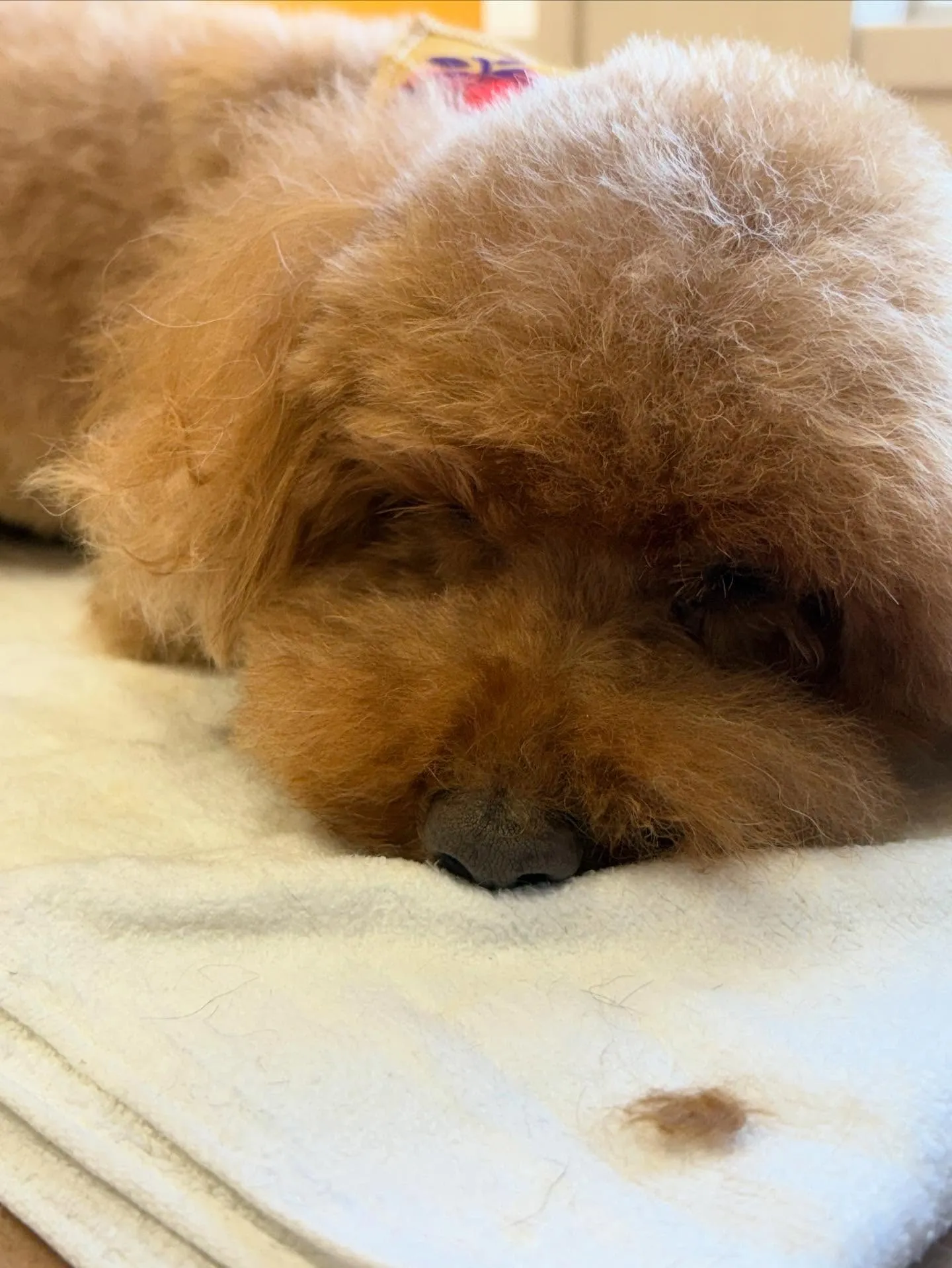 犬のトリミング✂️