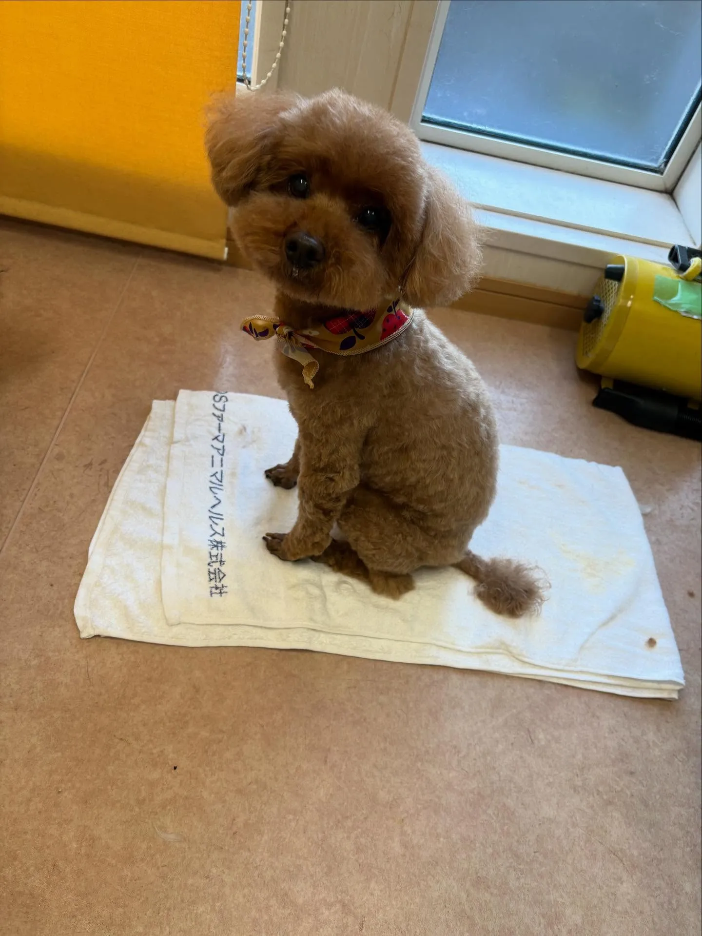 犬のトリミング✂️