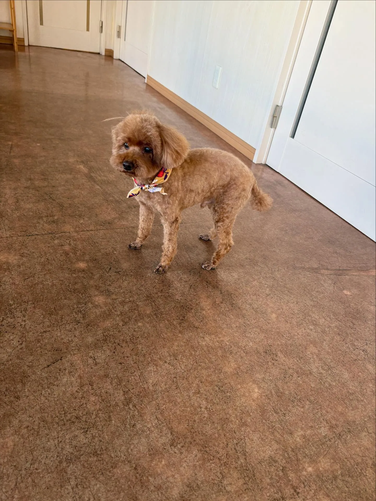 犬のトリミング✂️