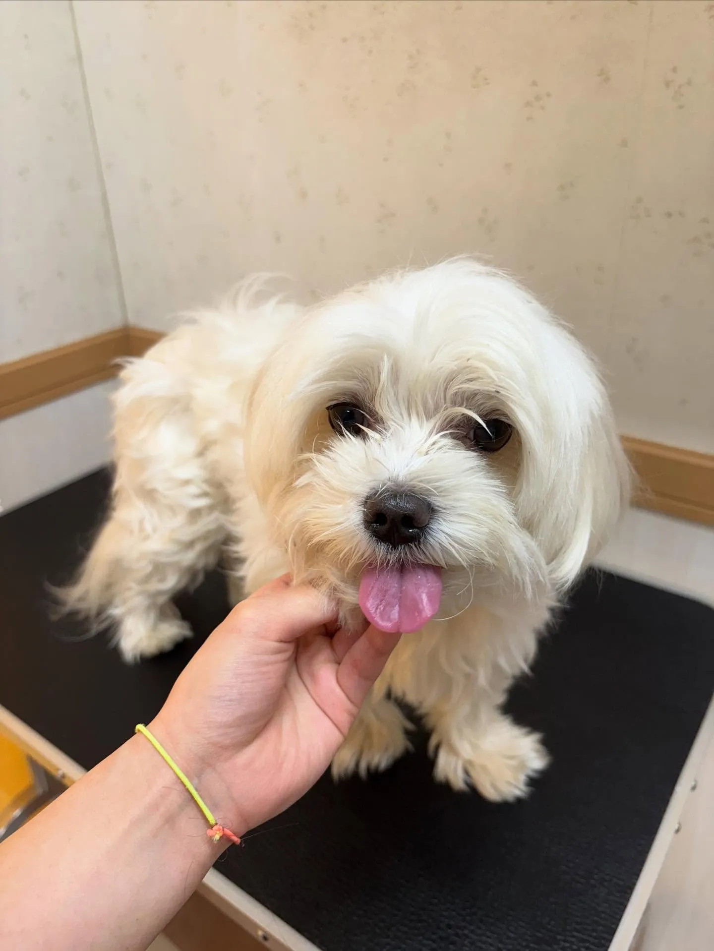 犬のトリミング✂️