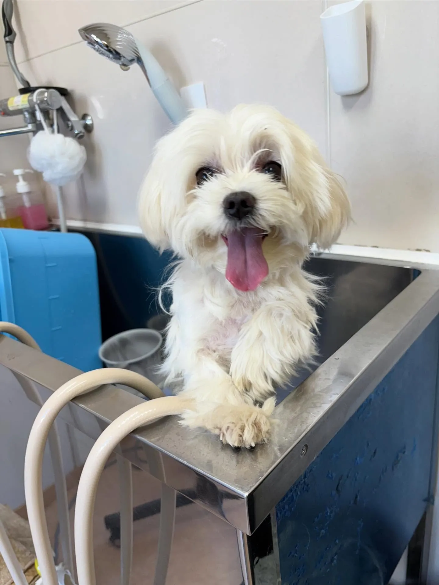 犬のトリミング✂️