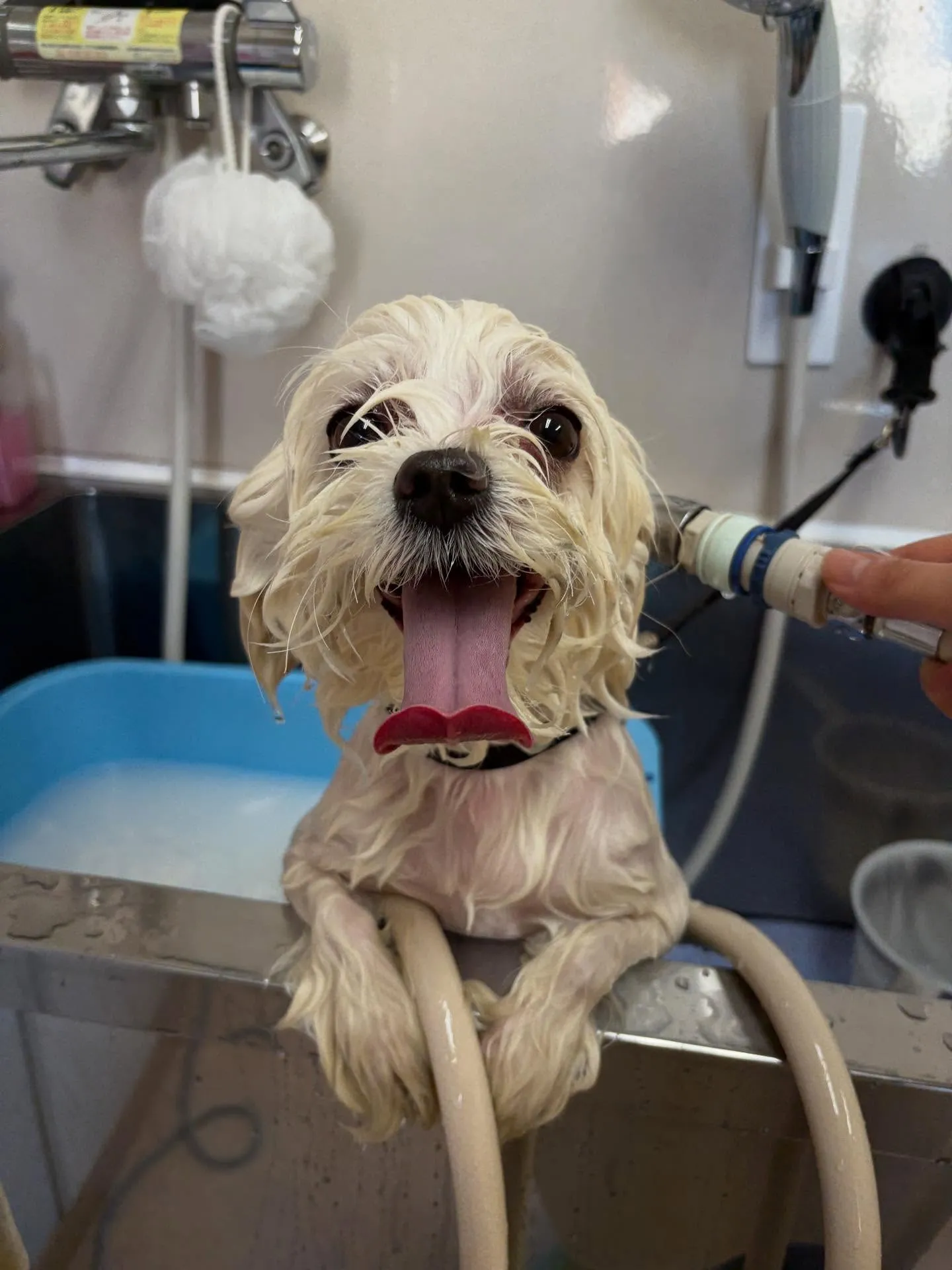 犬のトリミング✂️