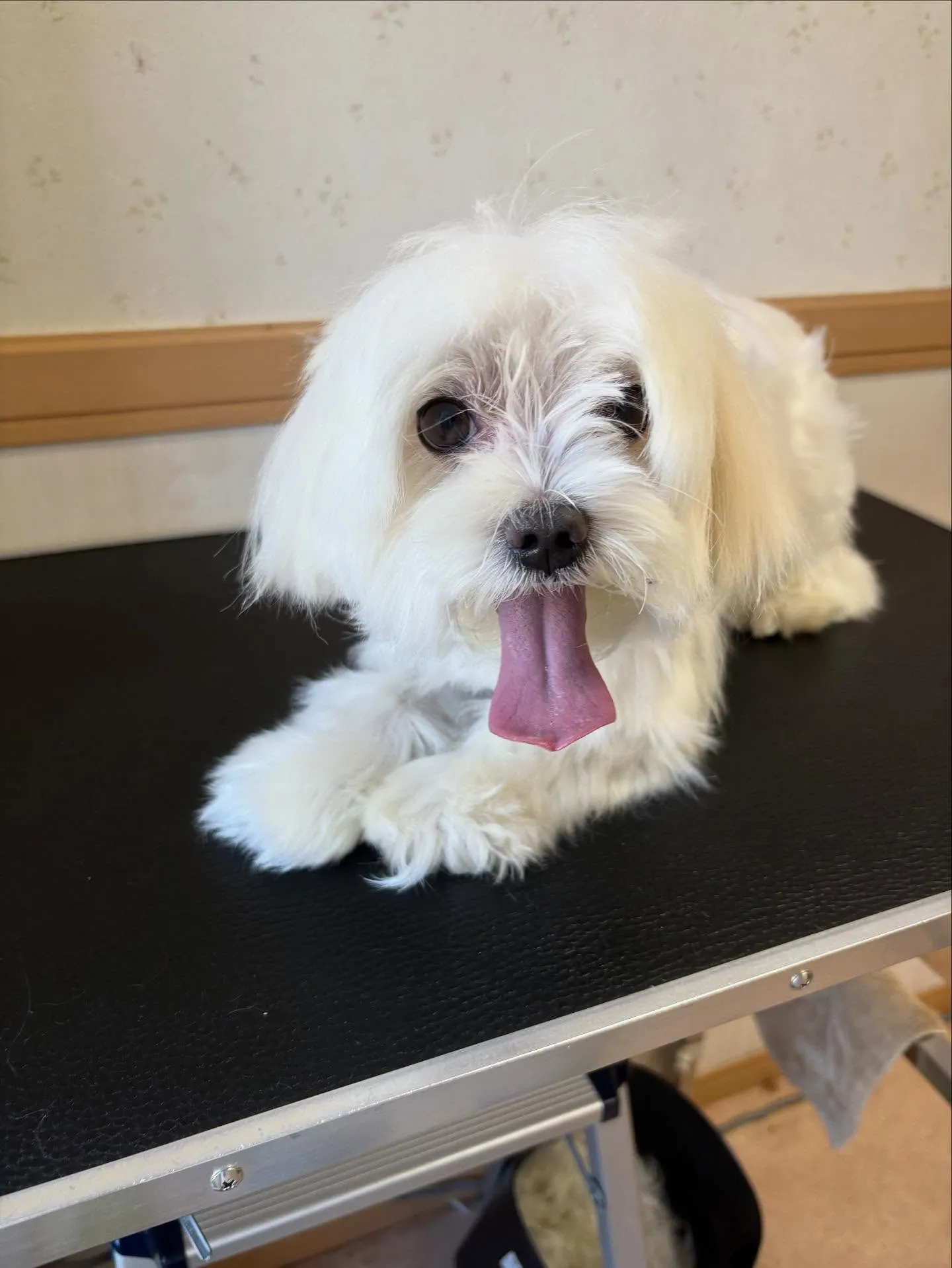 犬のトリミング✂️