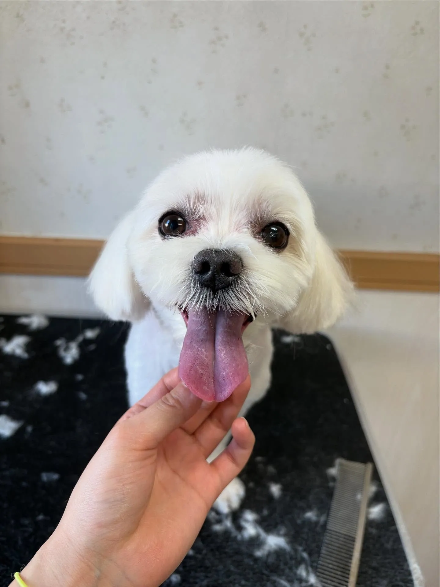 犬のトリミング✂️