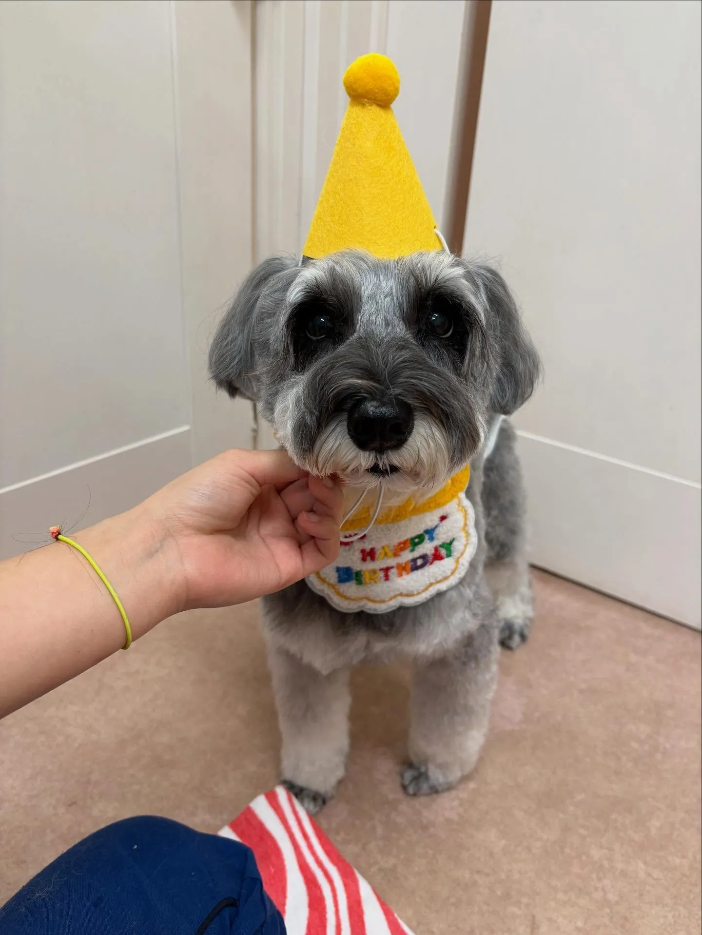 犬のトリミング✂️