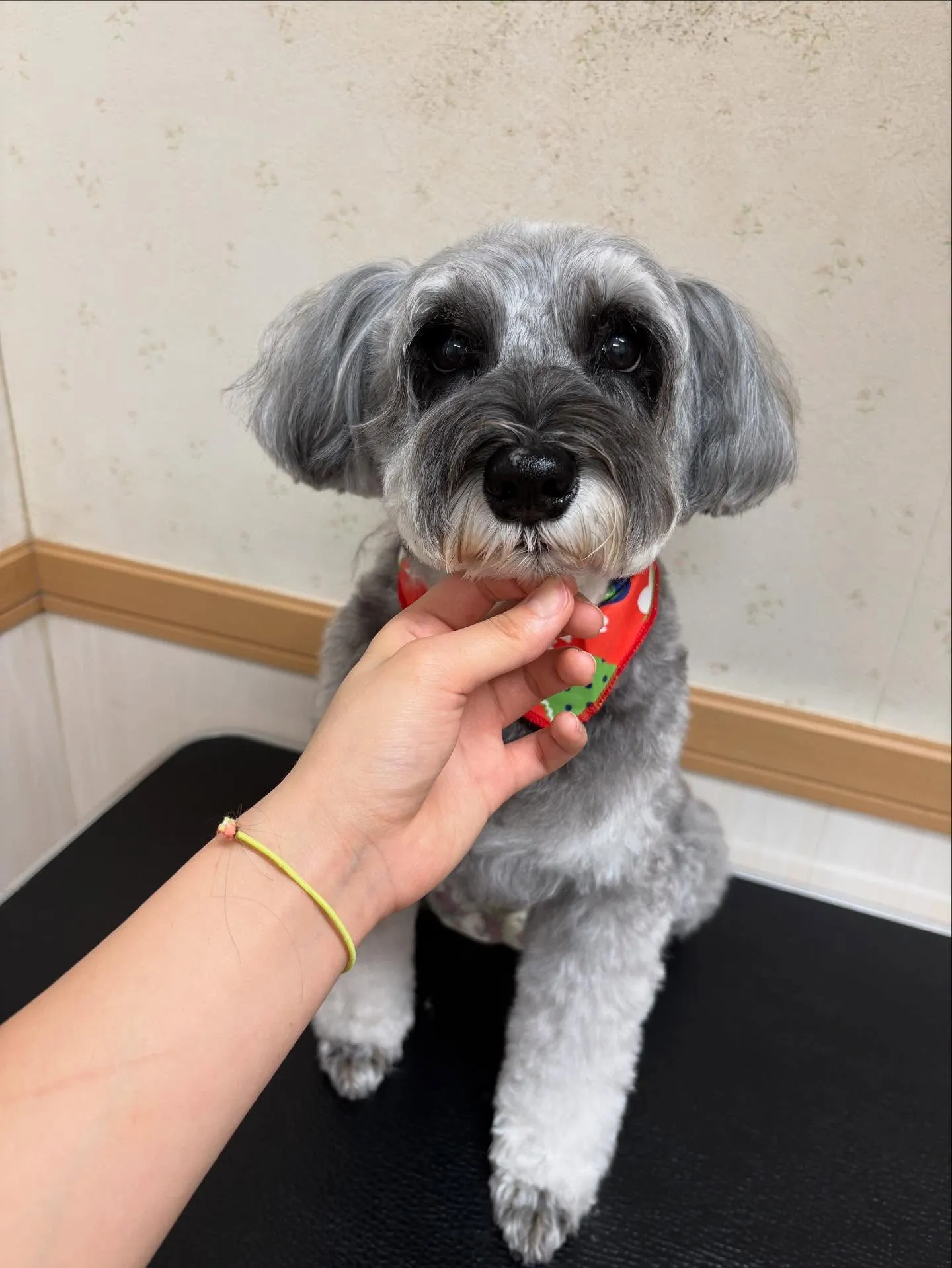 犬のトリミング✂️