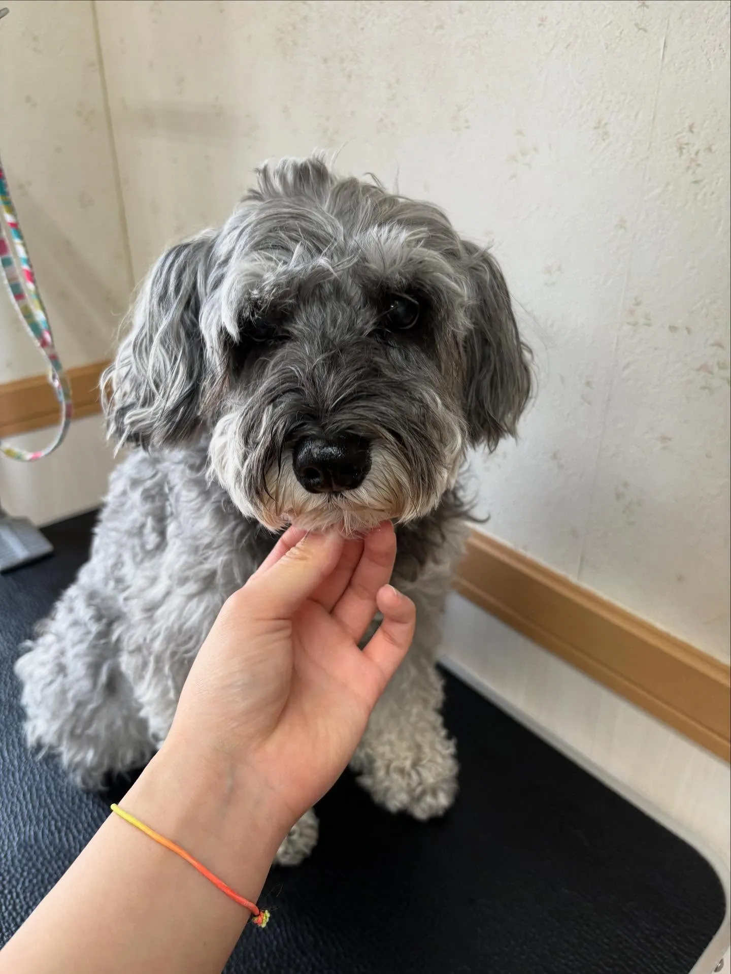 犬のトリミング✂️