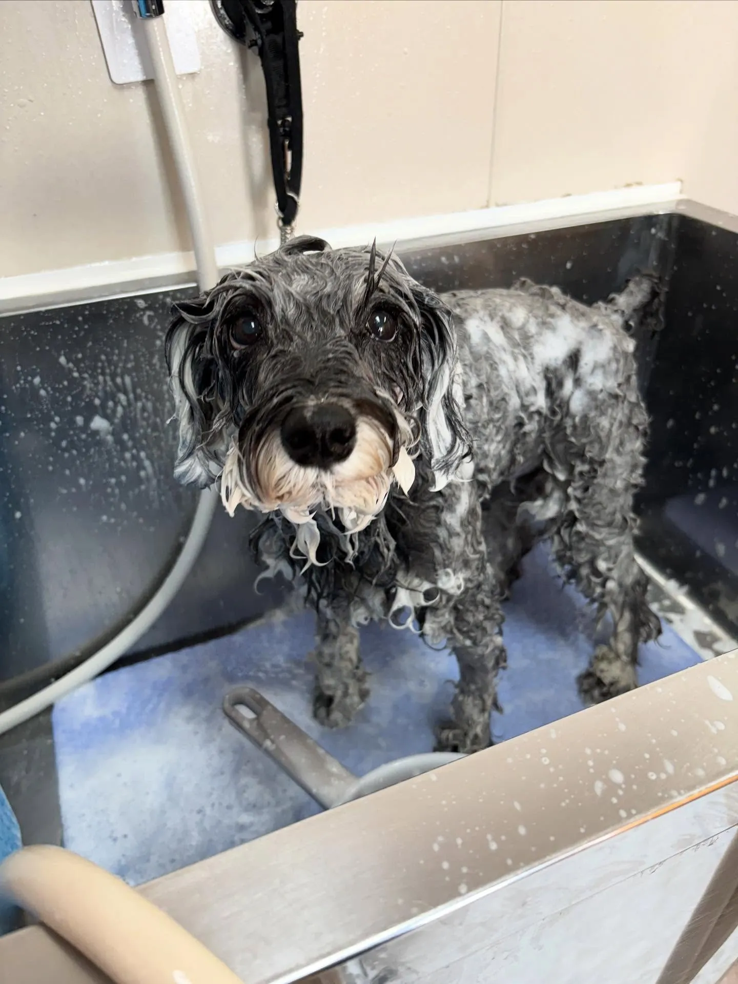 犬のトリミング✂️