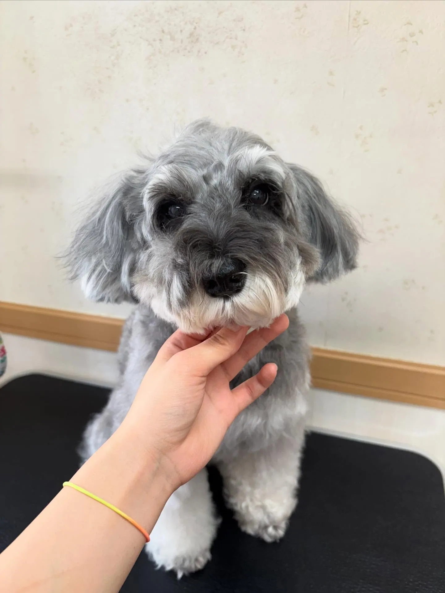 犬のトリミング✂️