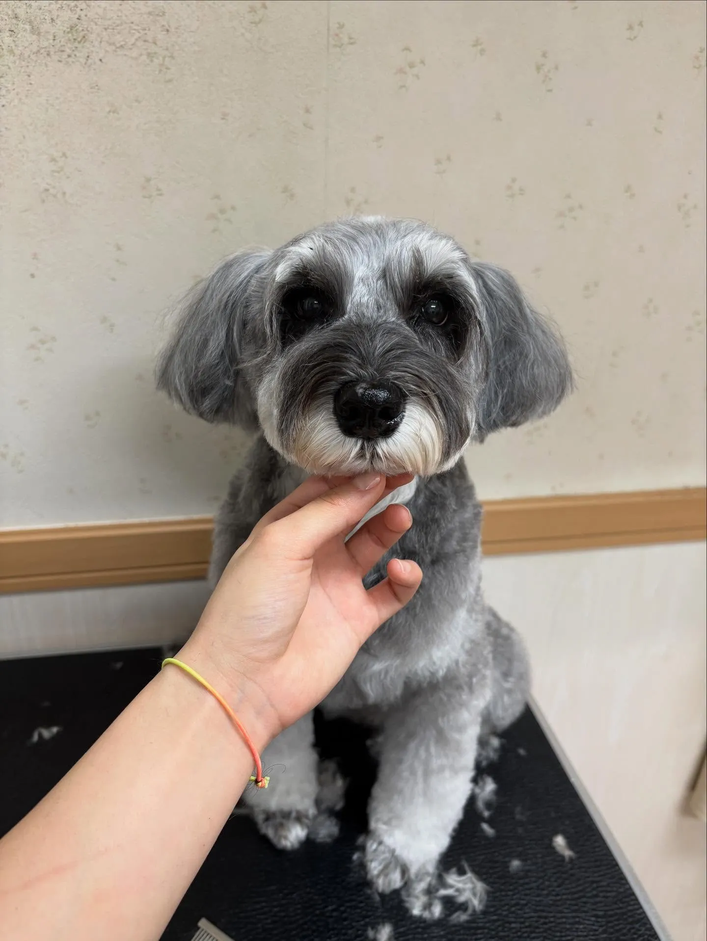 犬のトリミング✂️