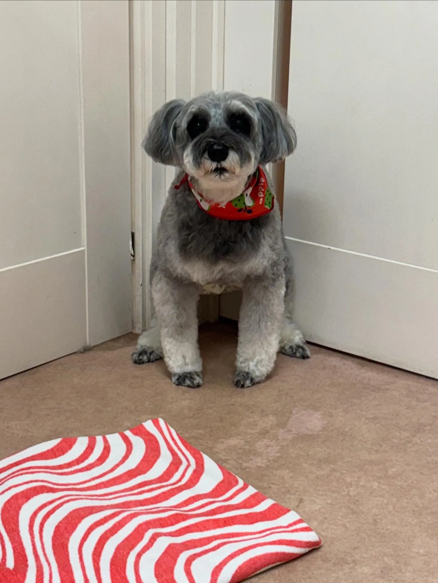 犬のトリミング✂️