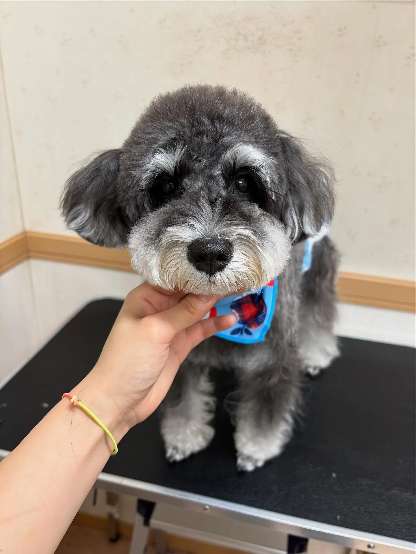 犬のトリミング✂️