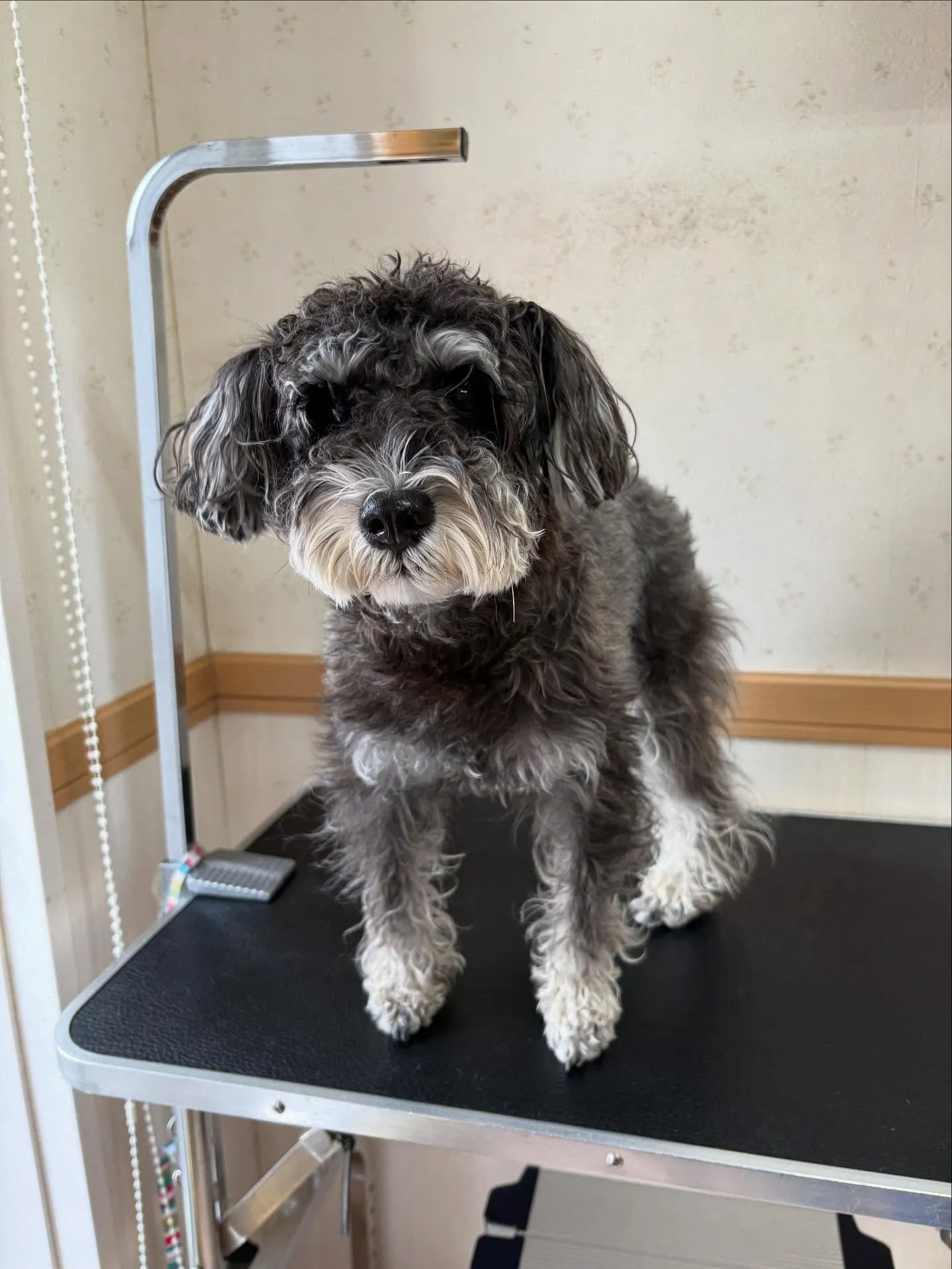 犬のトリミング✂️