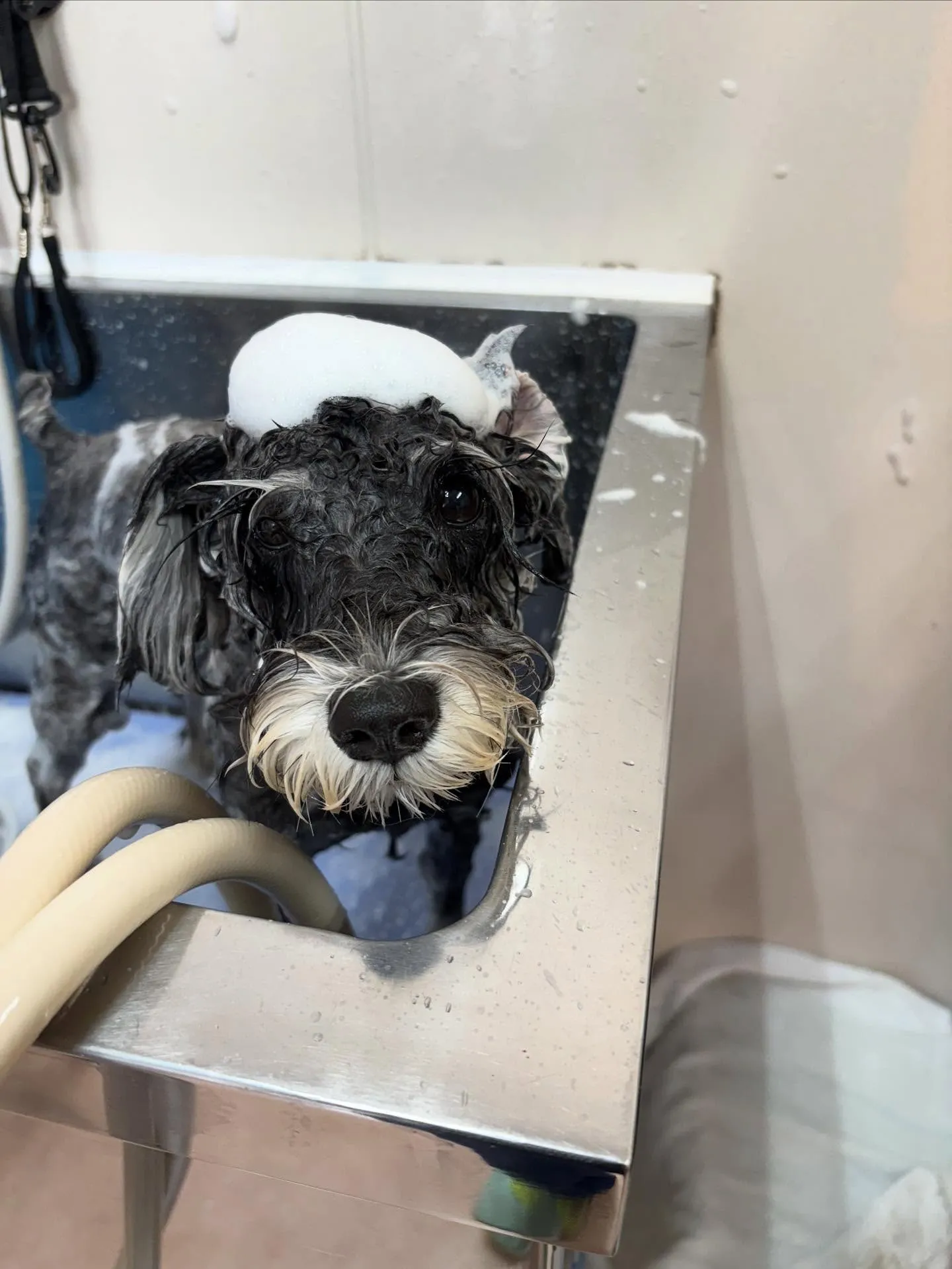 犬のトリミング✂️