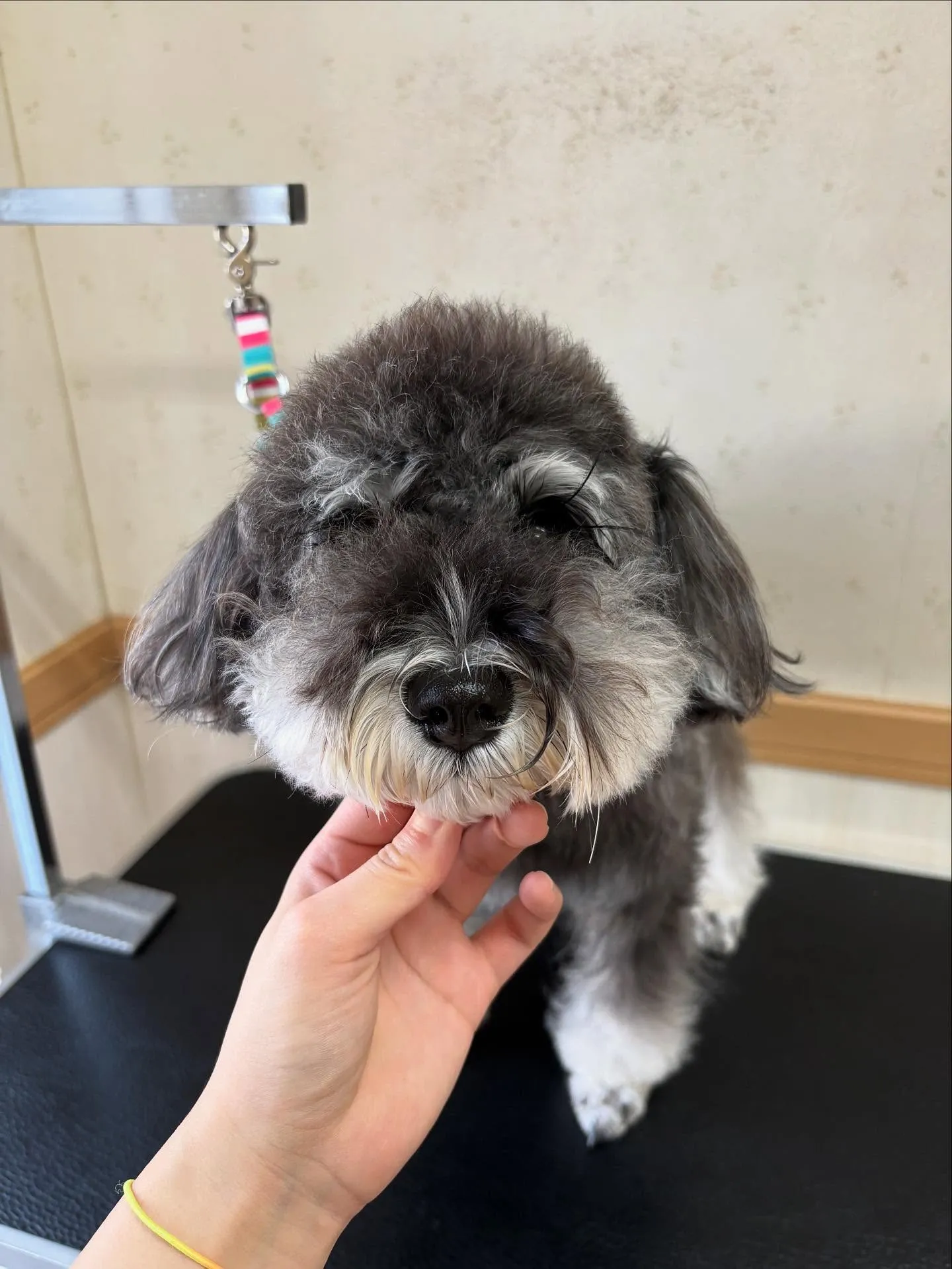 犬のトリミング✂️