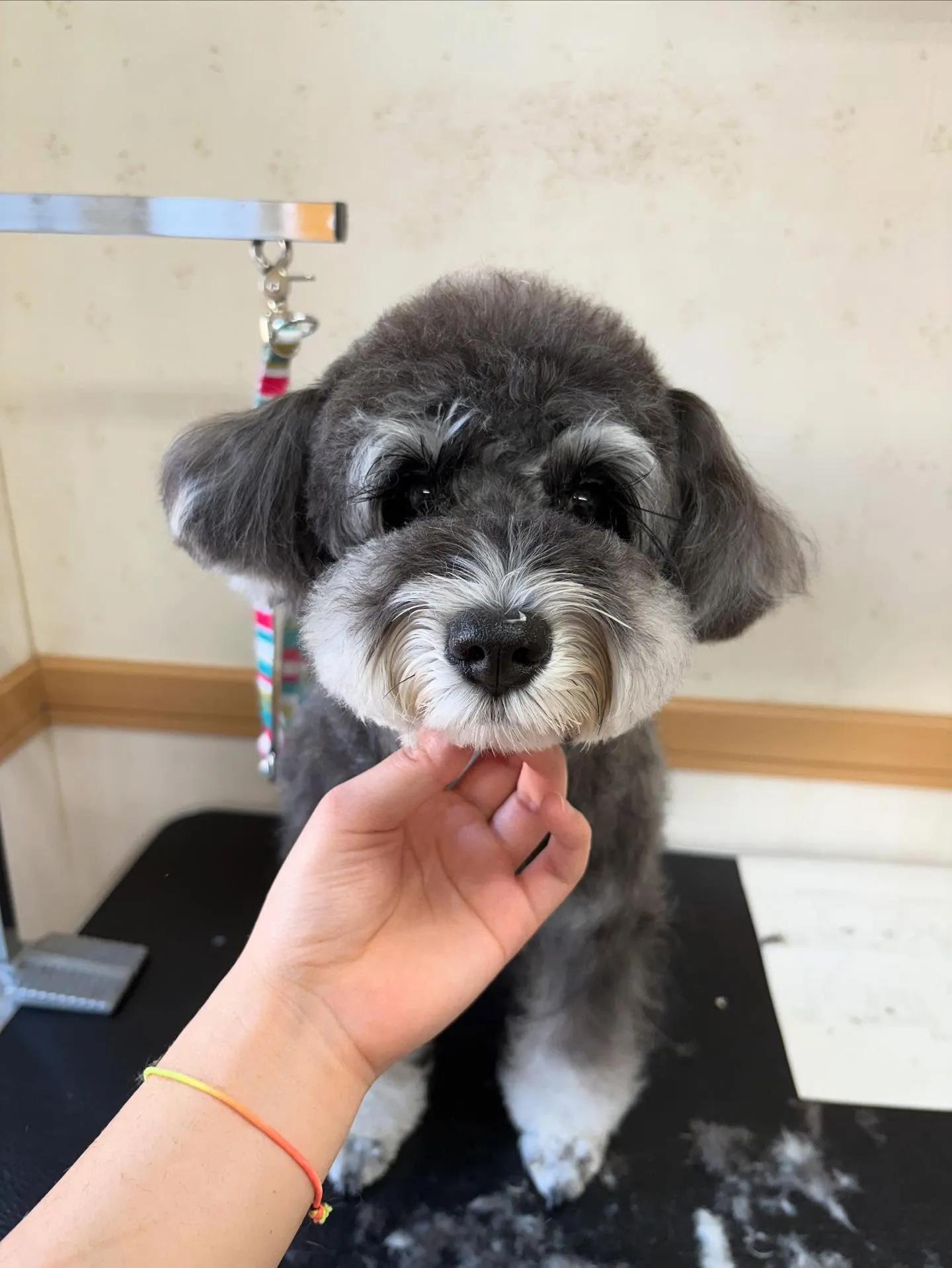 犬のトリミング✂️