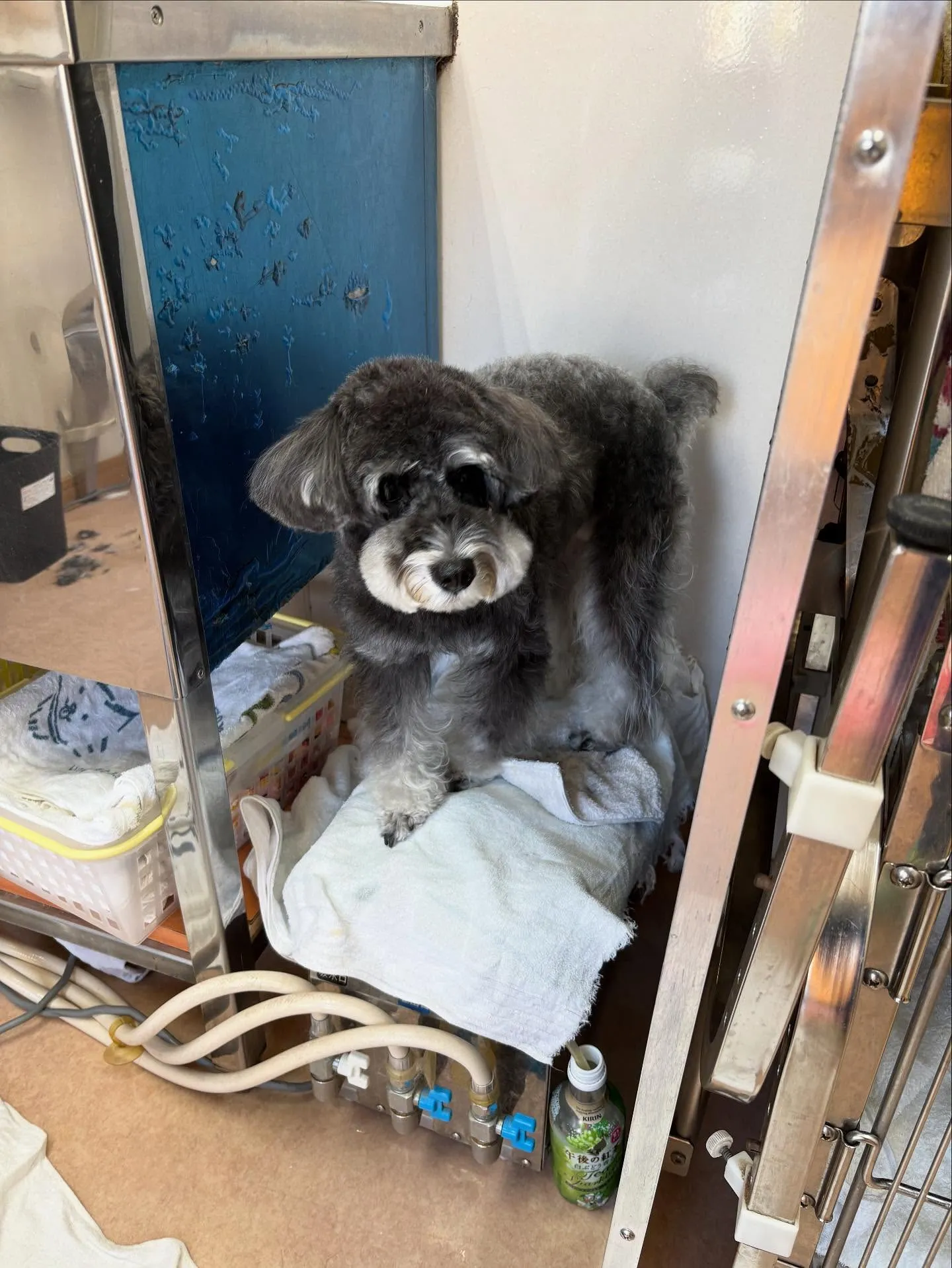 犬のトリミング✂️