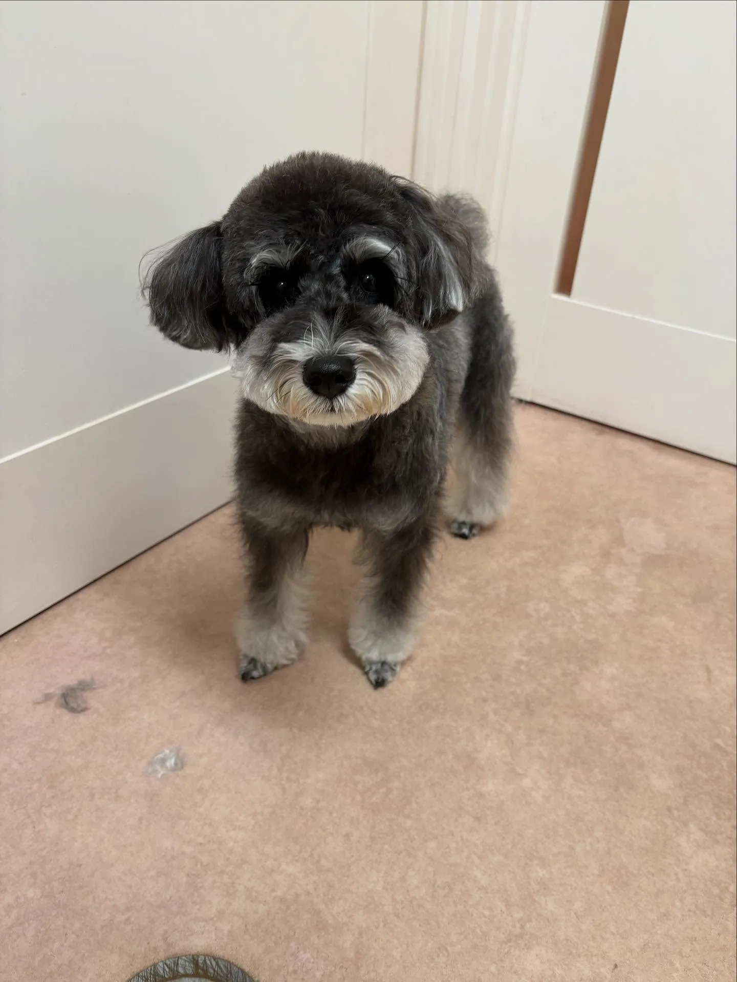 犬のトリミング✂️