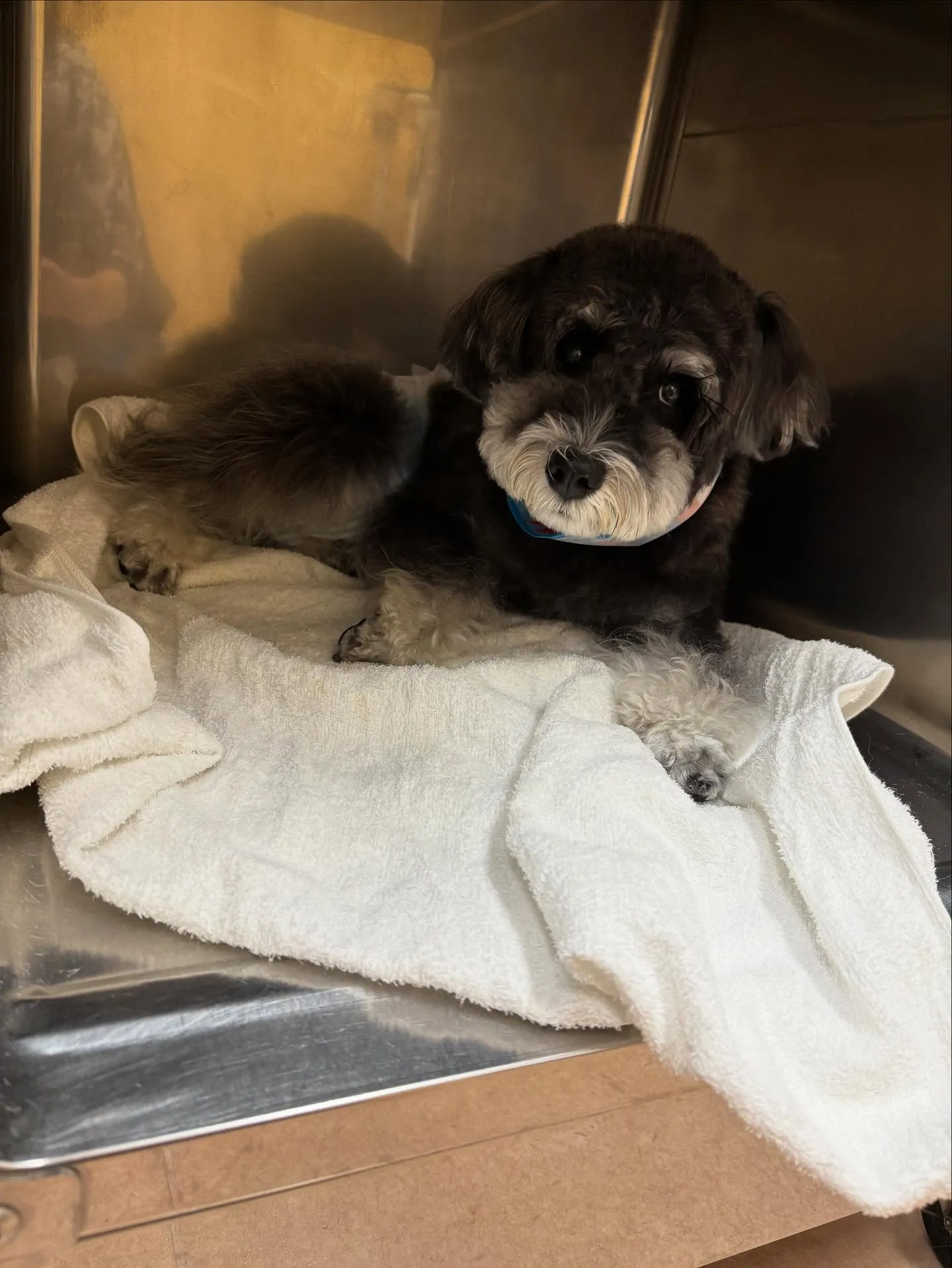 犬のトリミング✂️