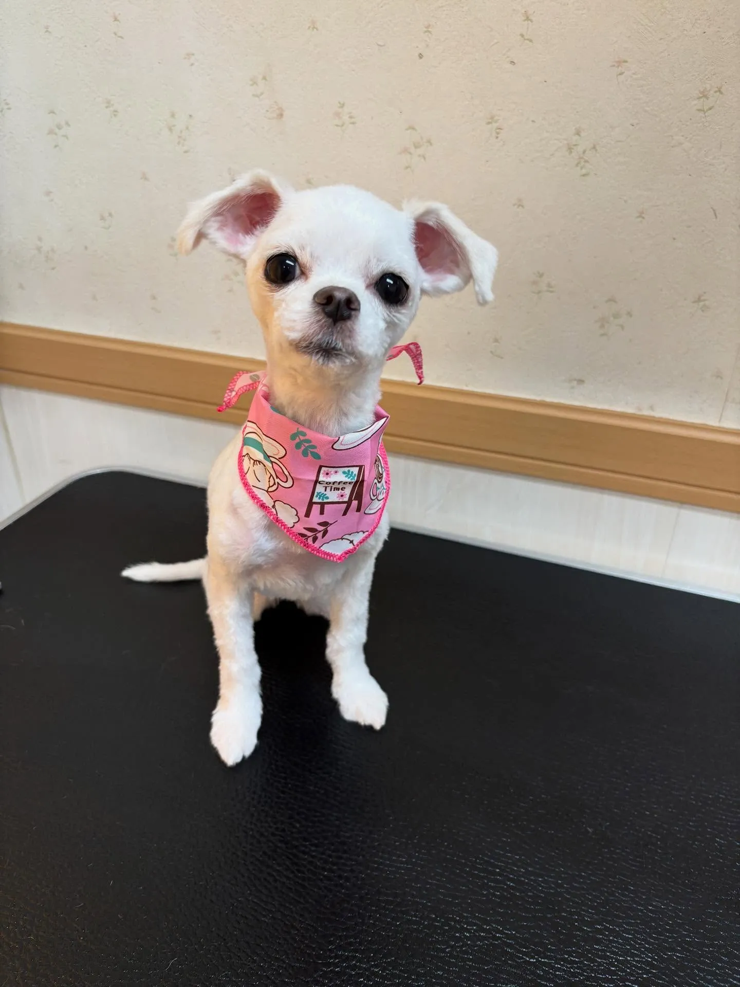 犬のトリミング✂️