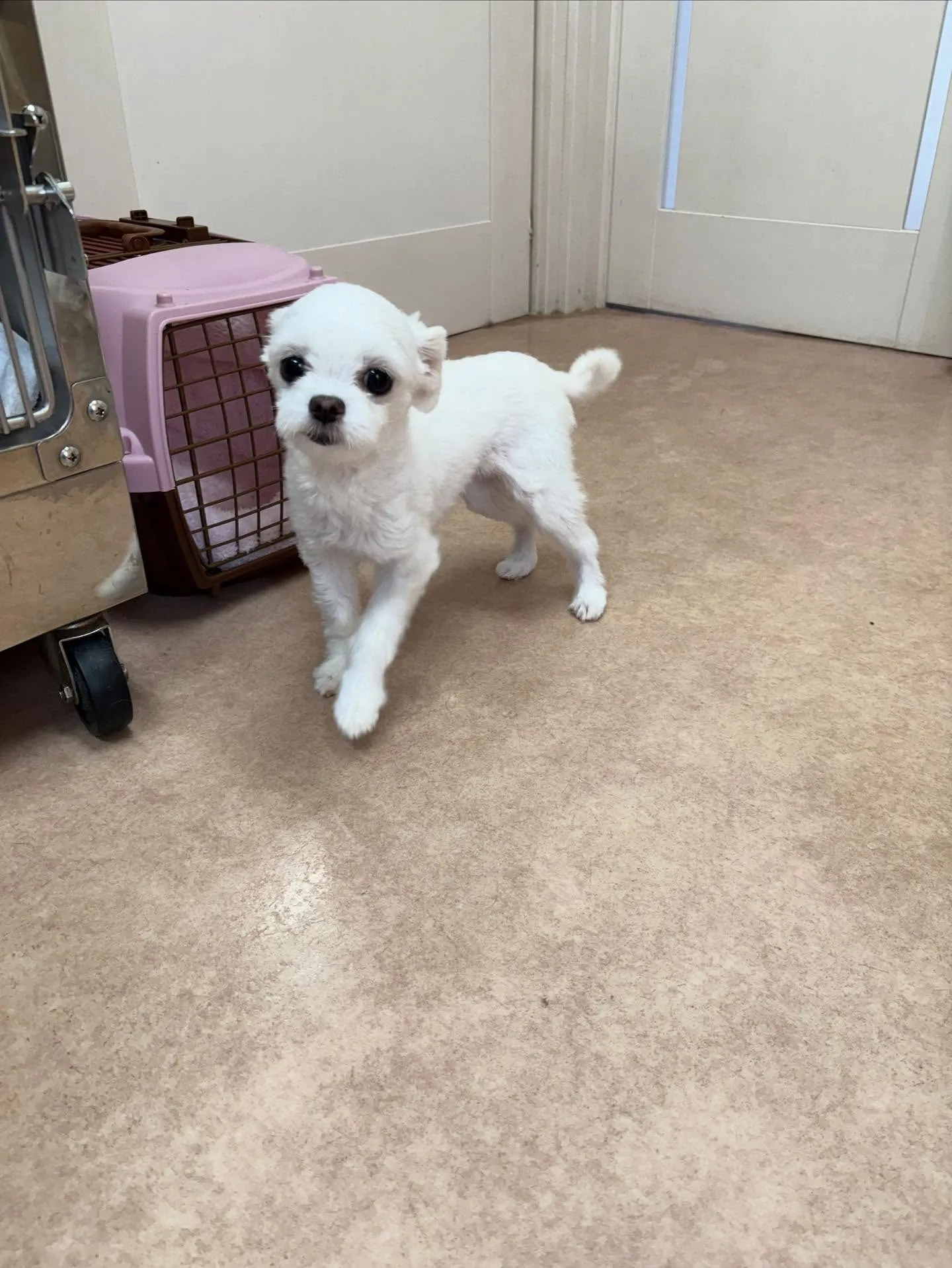 犬のトリミング✂️