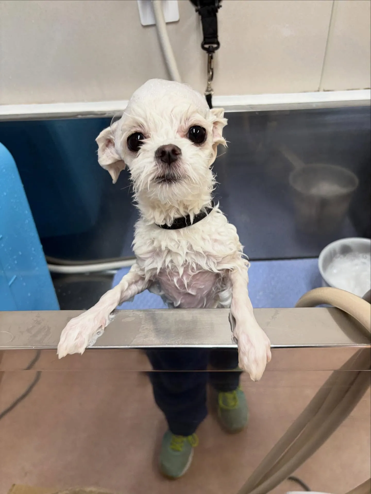 犬のトリミング✂️