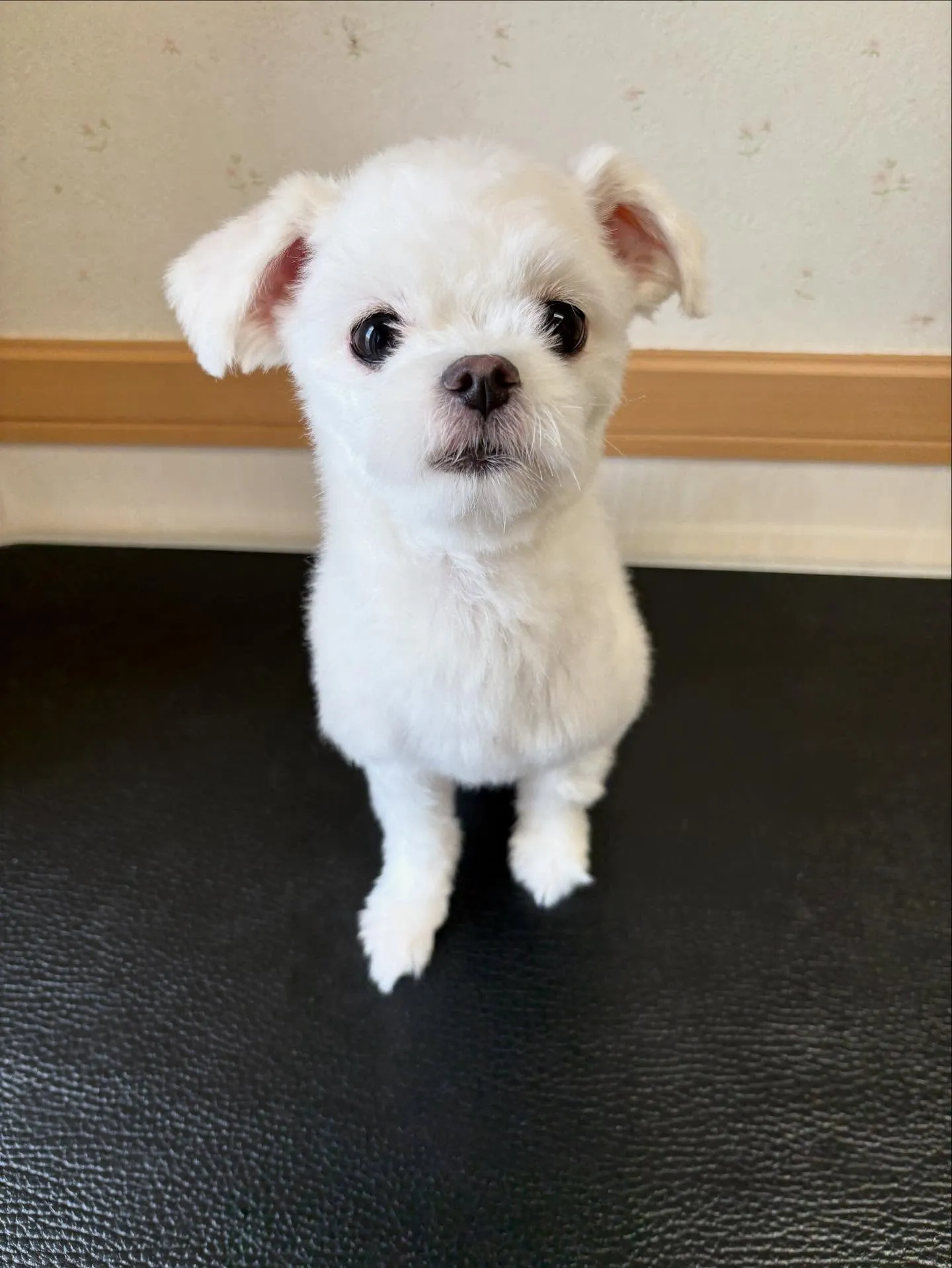 犬のトリミング✂️