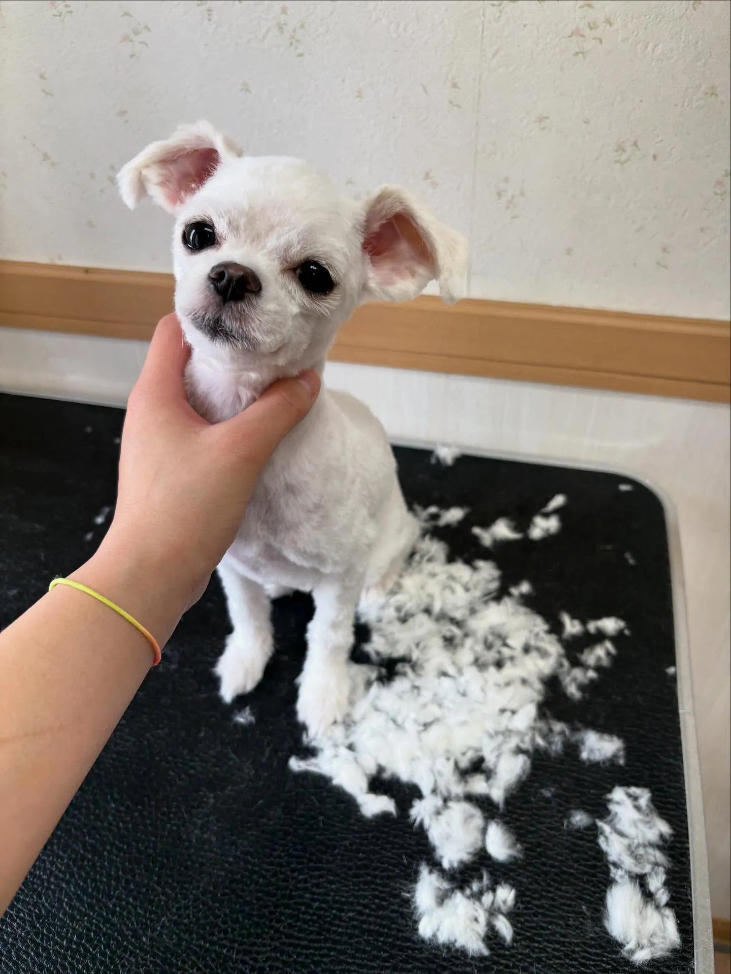 犬のトリミング✂️