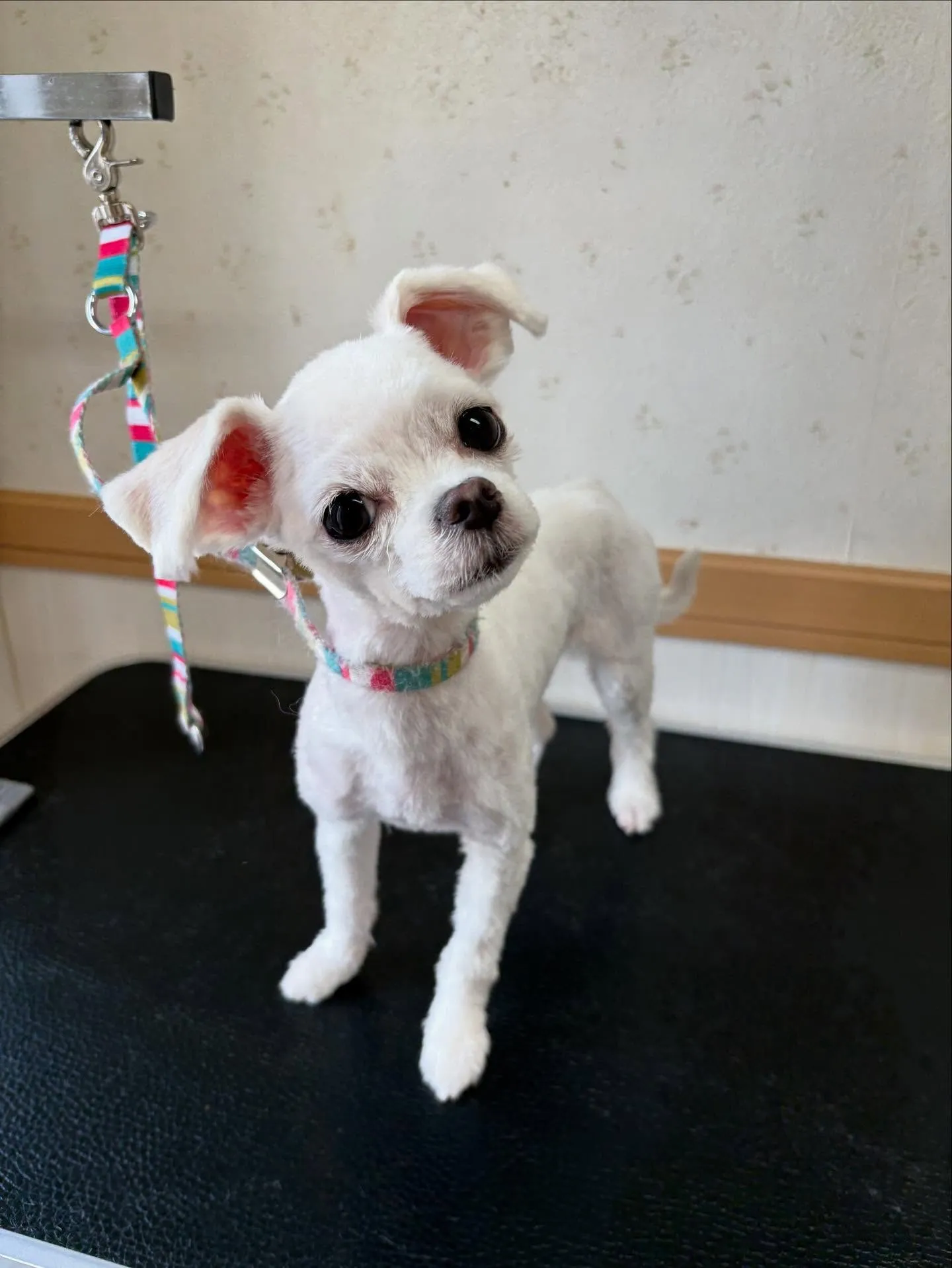 犬のトリミング✂️