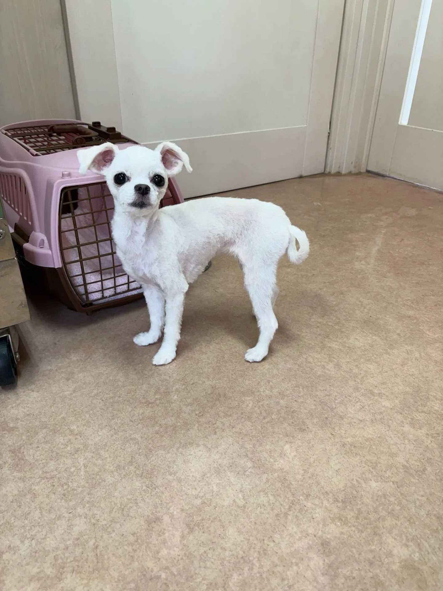 犬のトリミング✂️