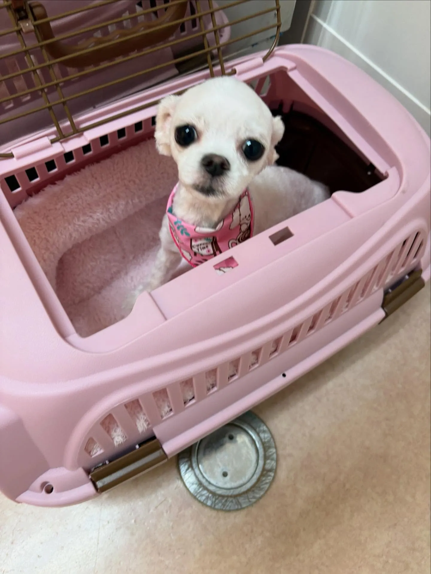 犬のトリミング✂️