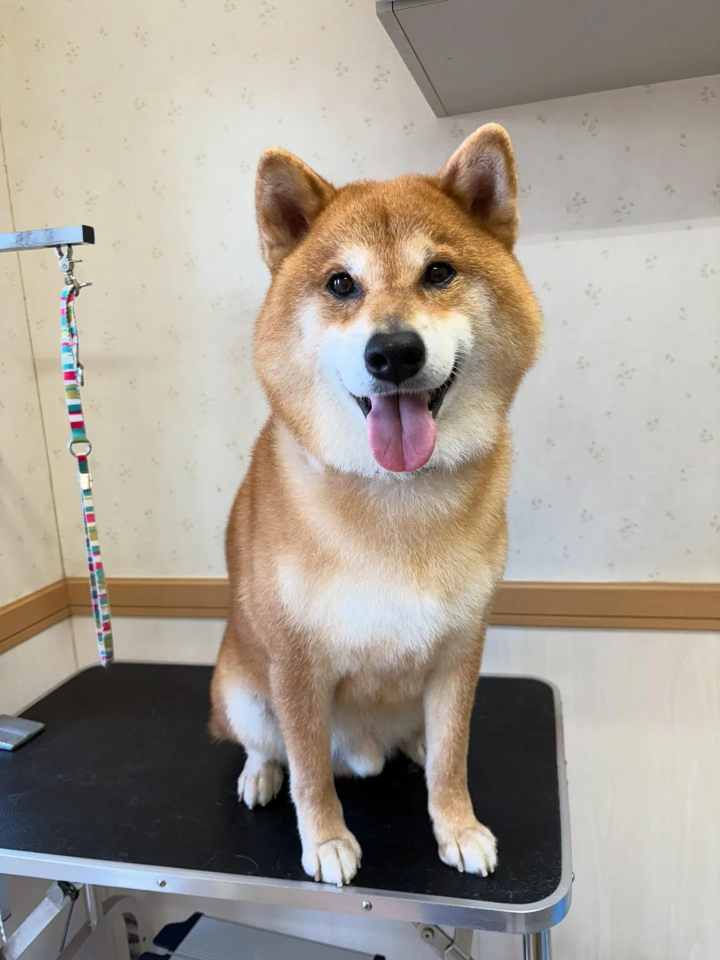 犬のシャンプー🫧