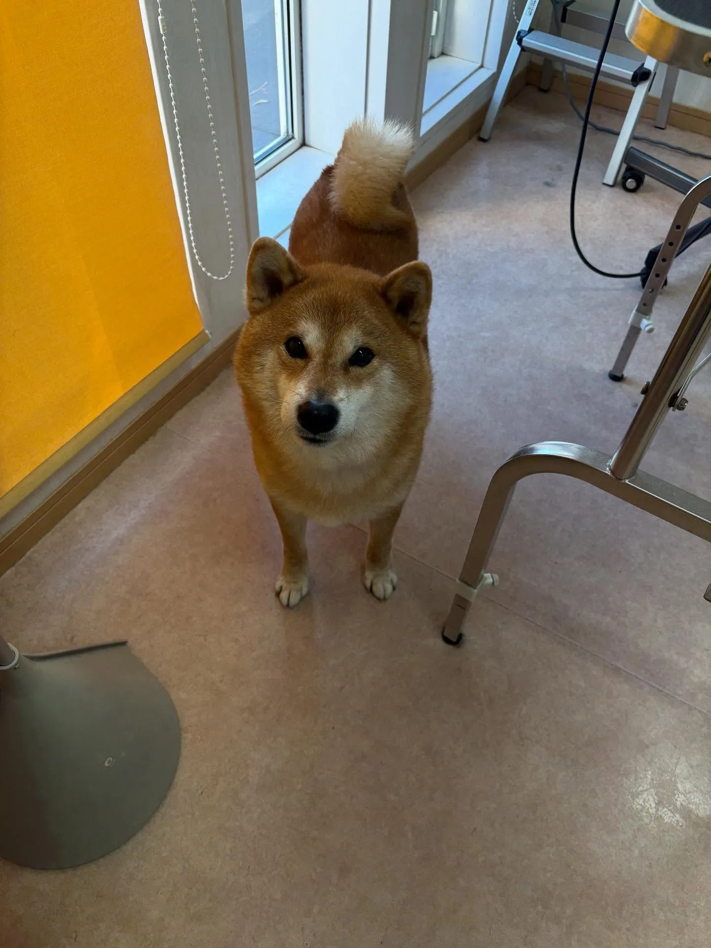 犬のシャンプー🫧