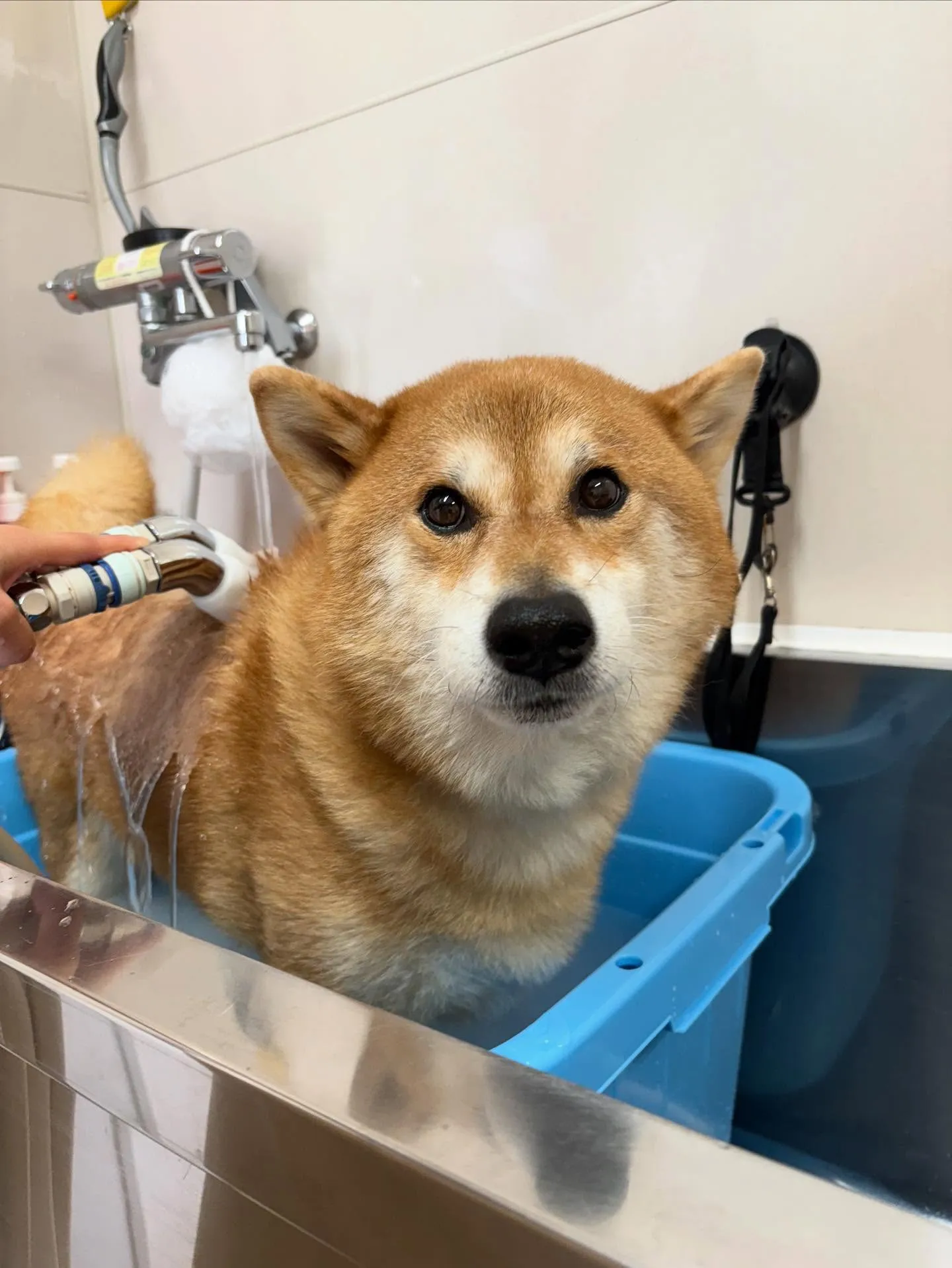 犬のシャンプー🫧