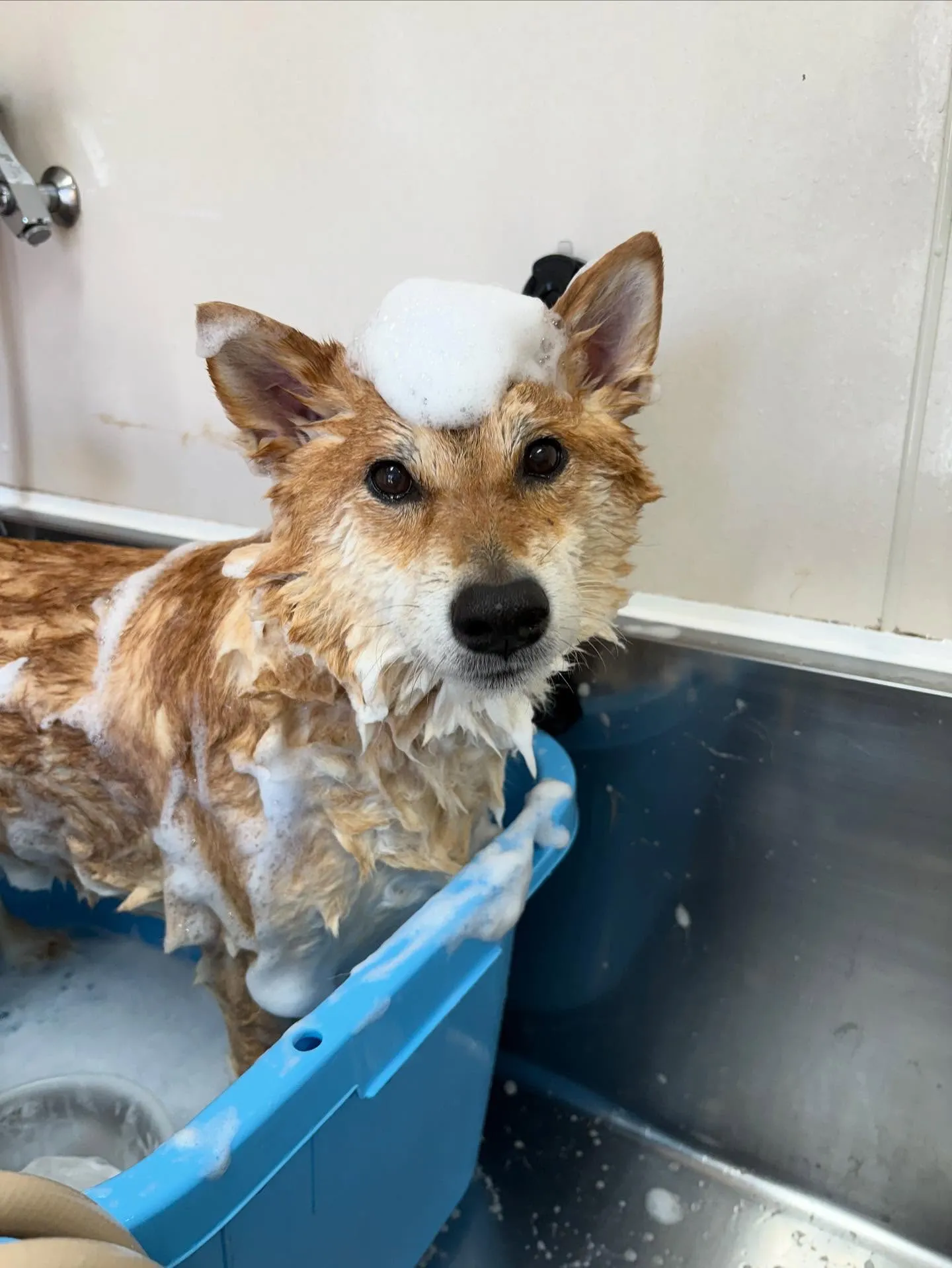 犬のシャンプー🫧