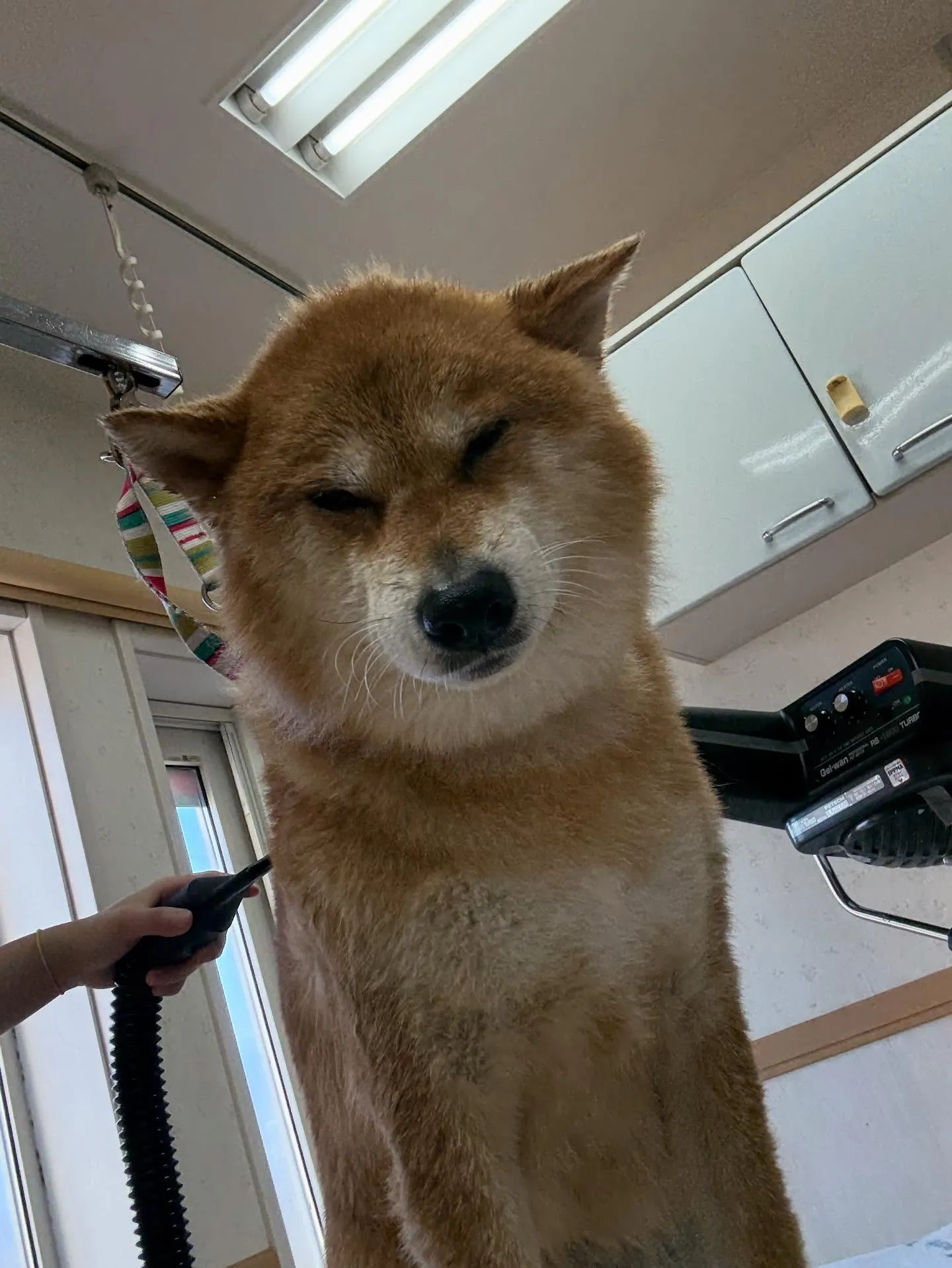 犬のシャンプー🫧