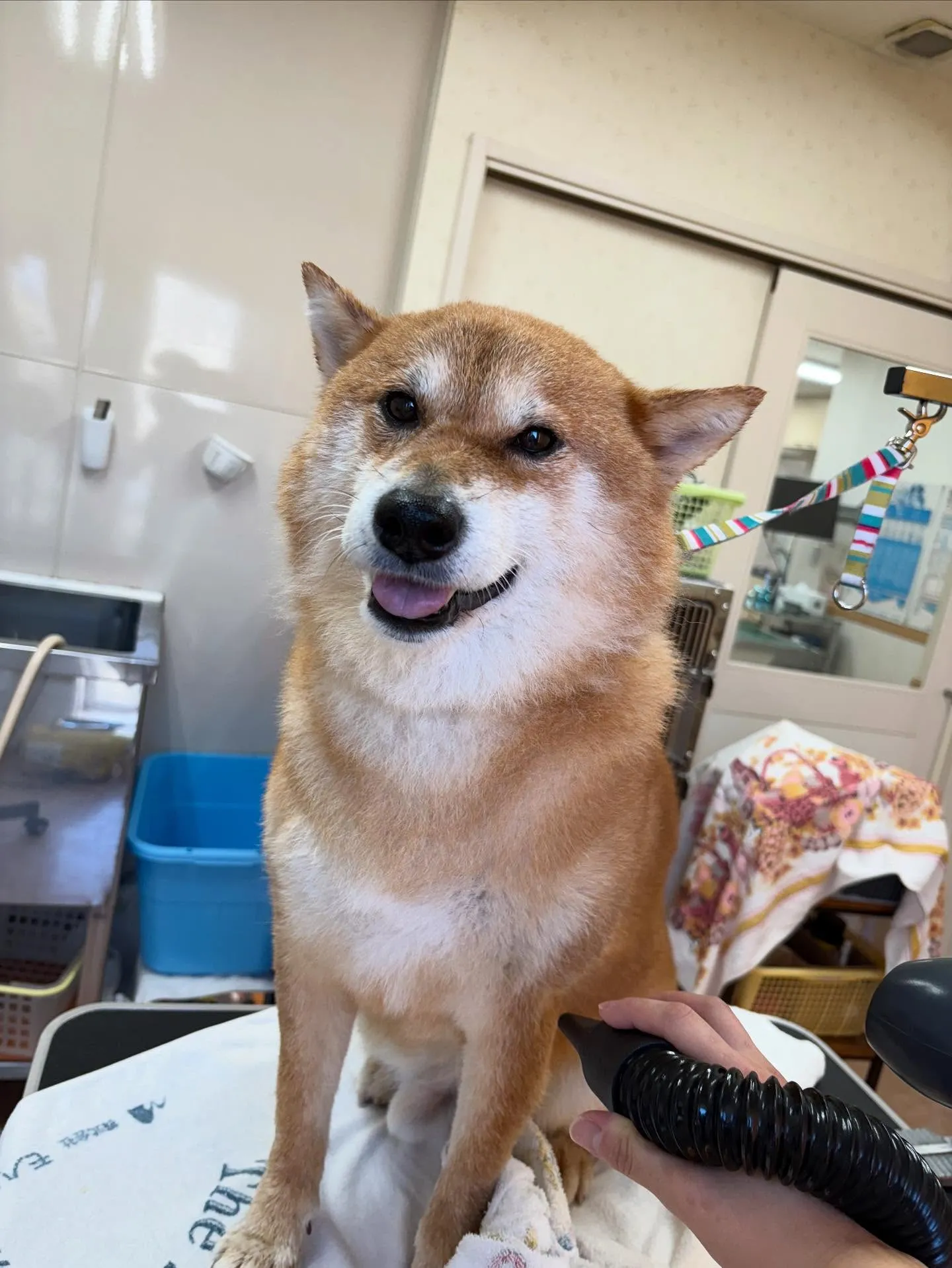 犬のシャンプー🫧