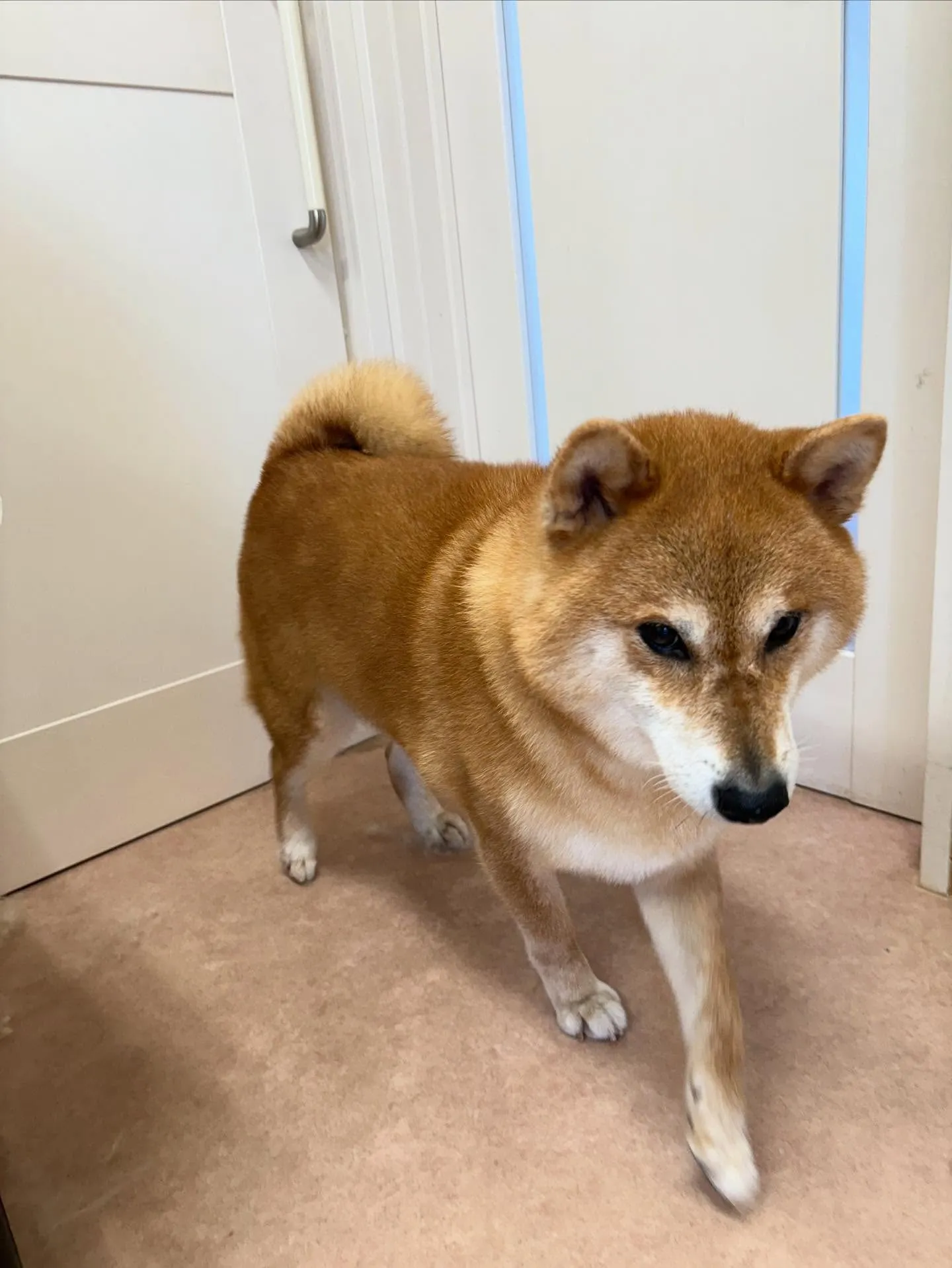 犬のシャンプー🫧